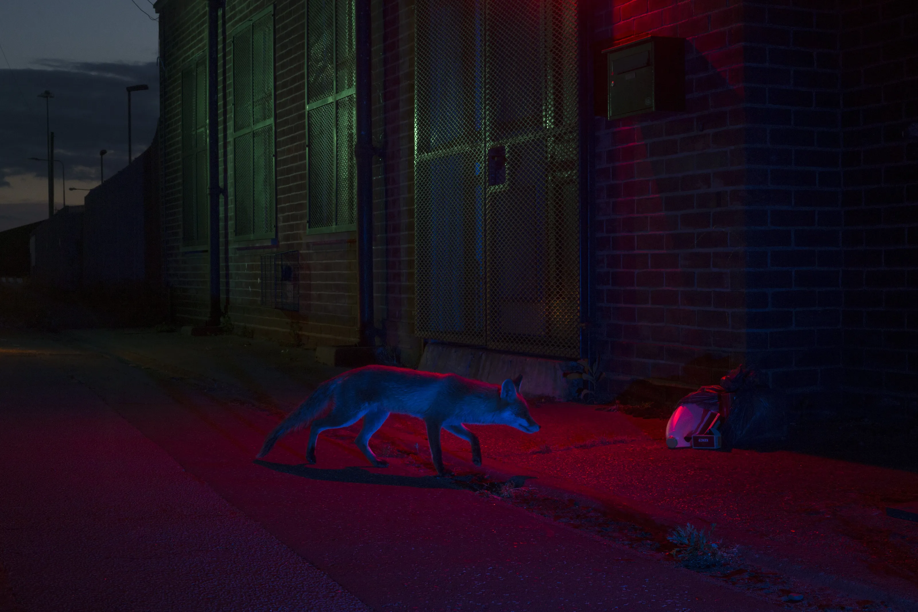 Night time dweller