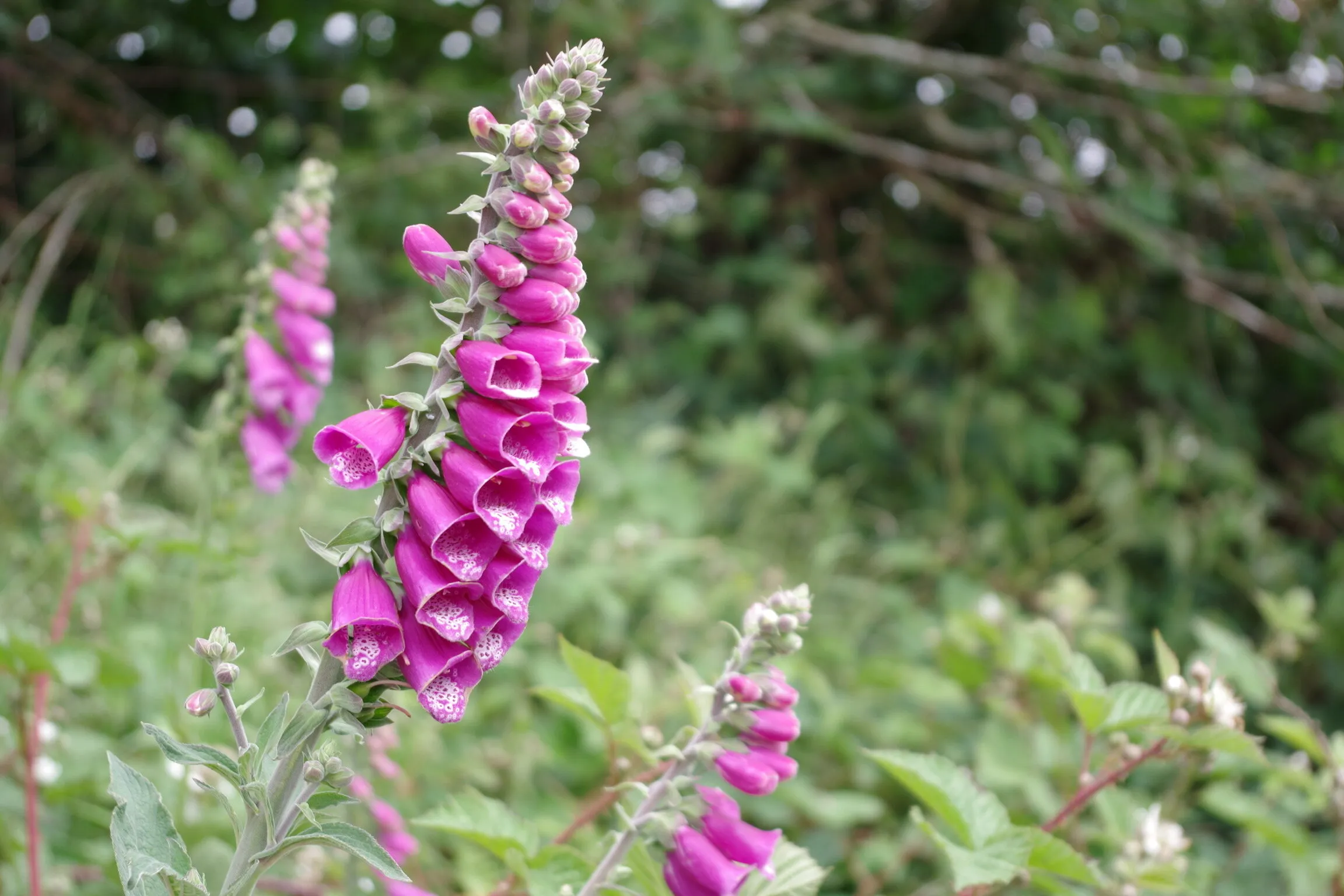 Foxglove