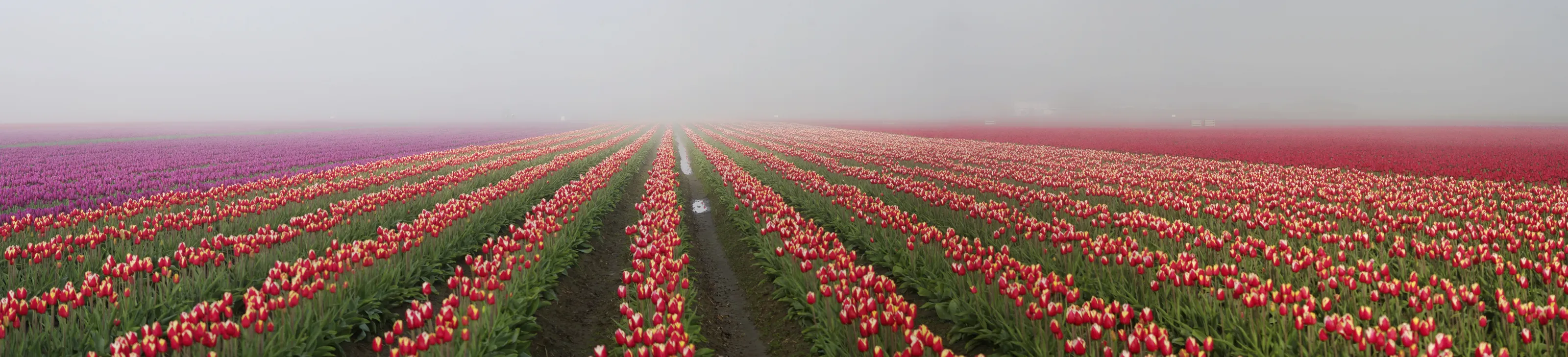 In The Foggy Field.