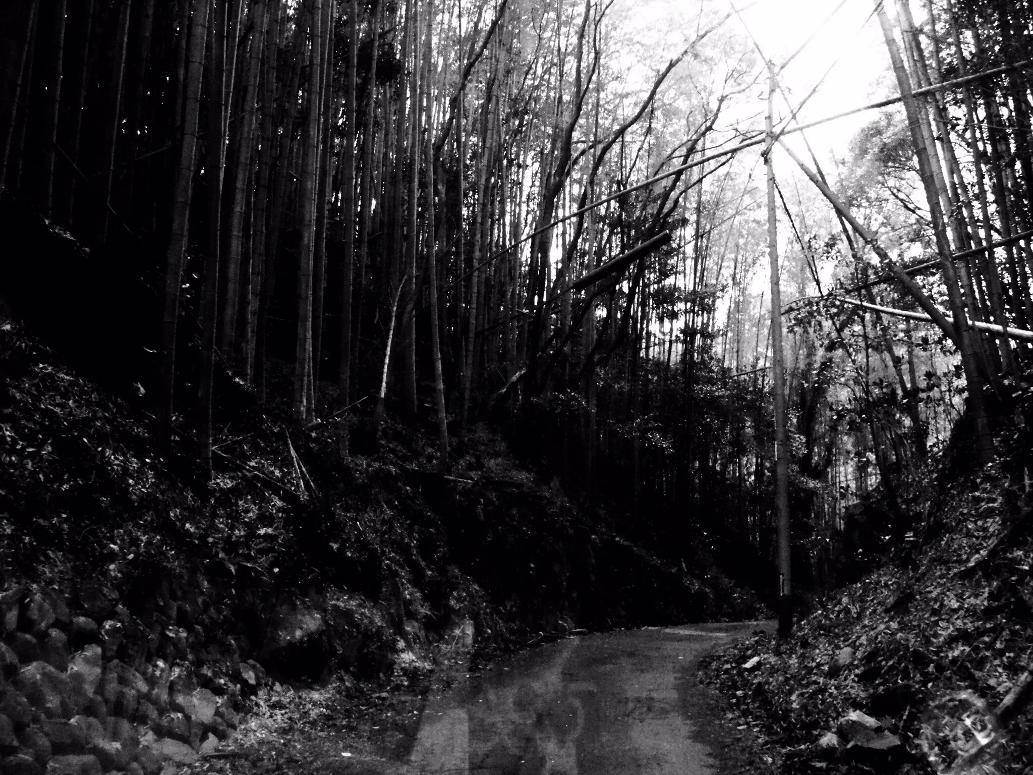 Bamboo