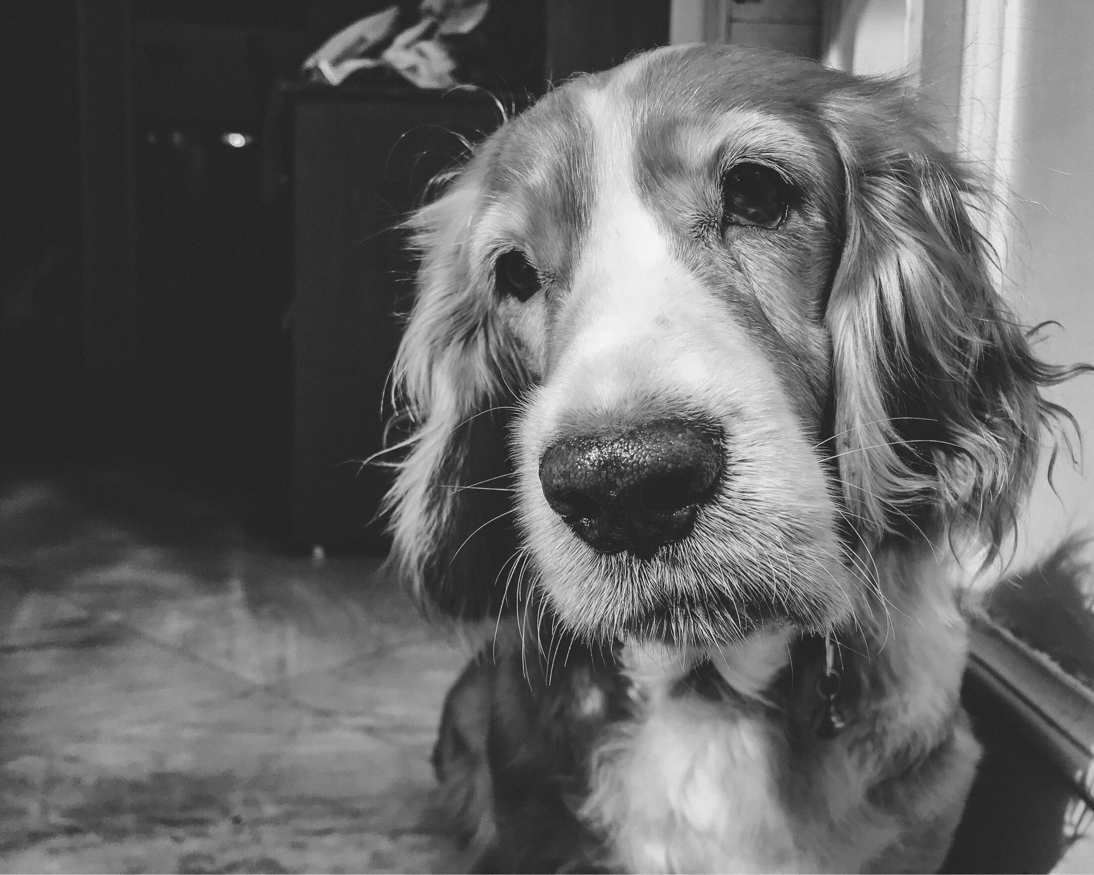 Khushi - The Cocker Spaniel