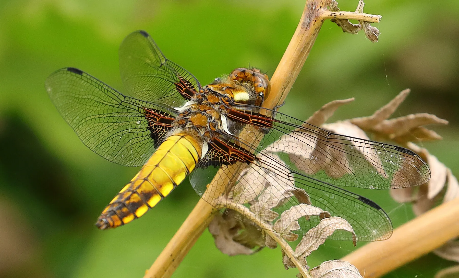 Broad bodied chaser