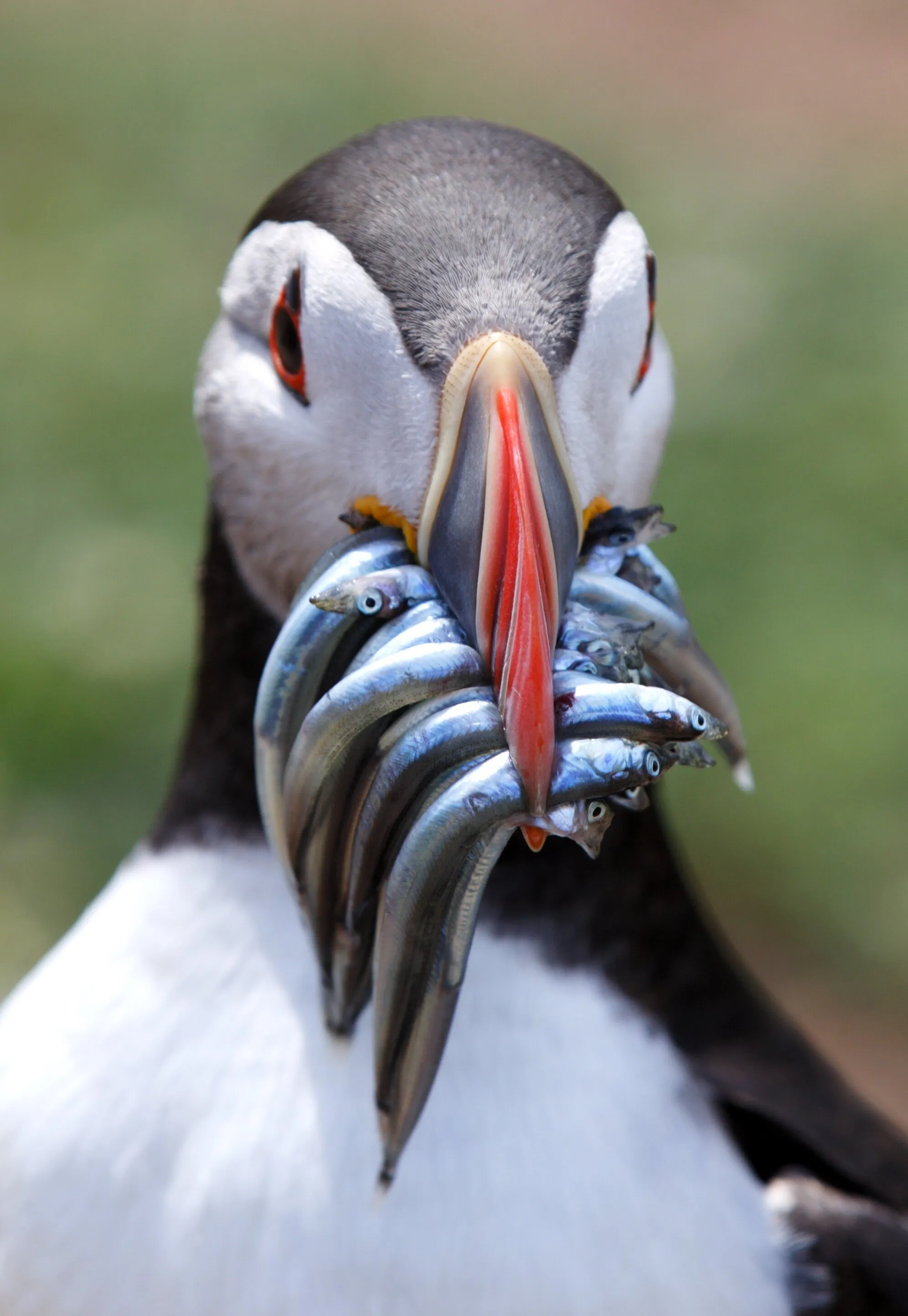 Puffin Portrait