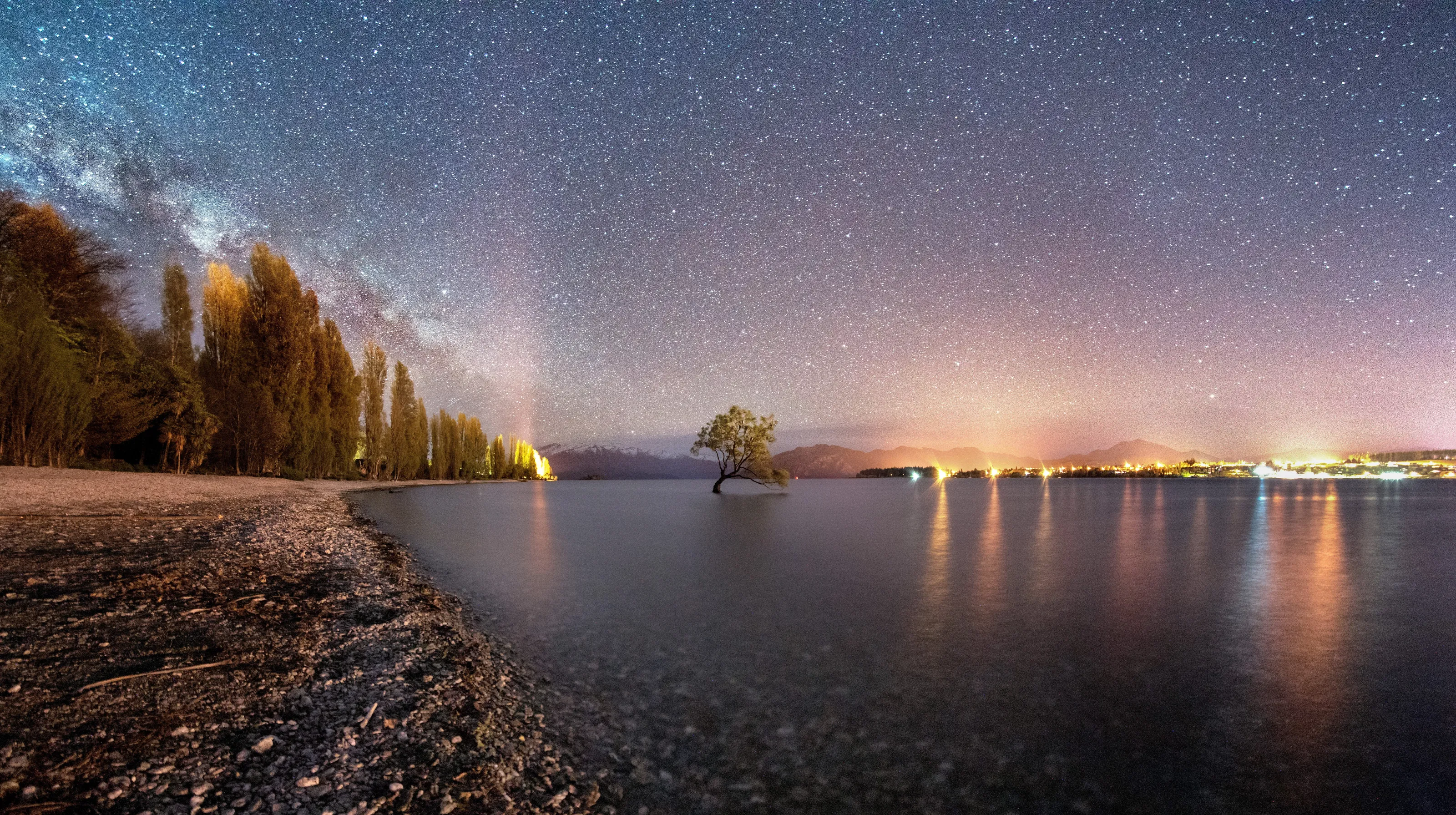 That Wanaka Tree