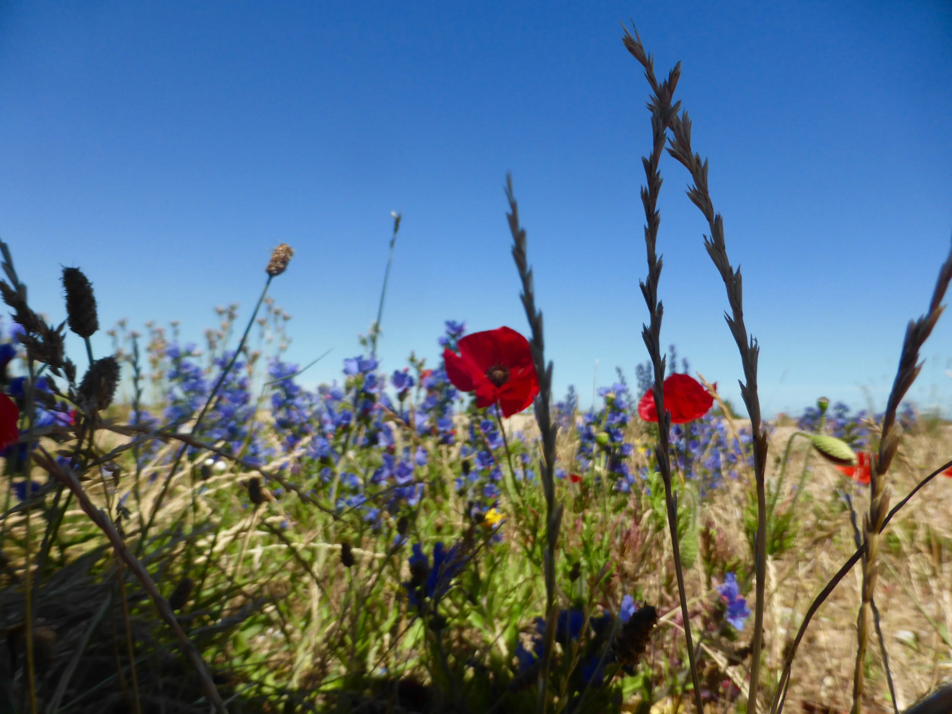 Wild flowers