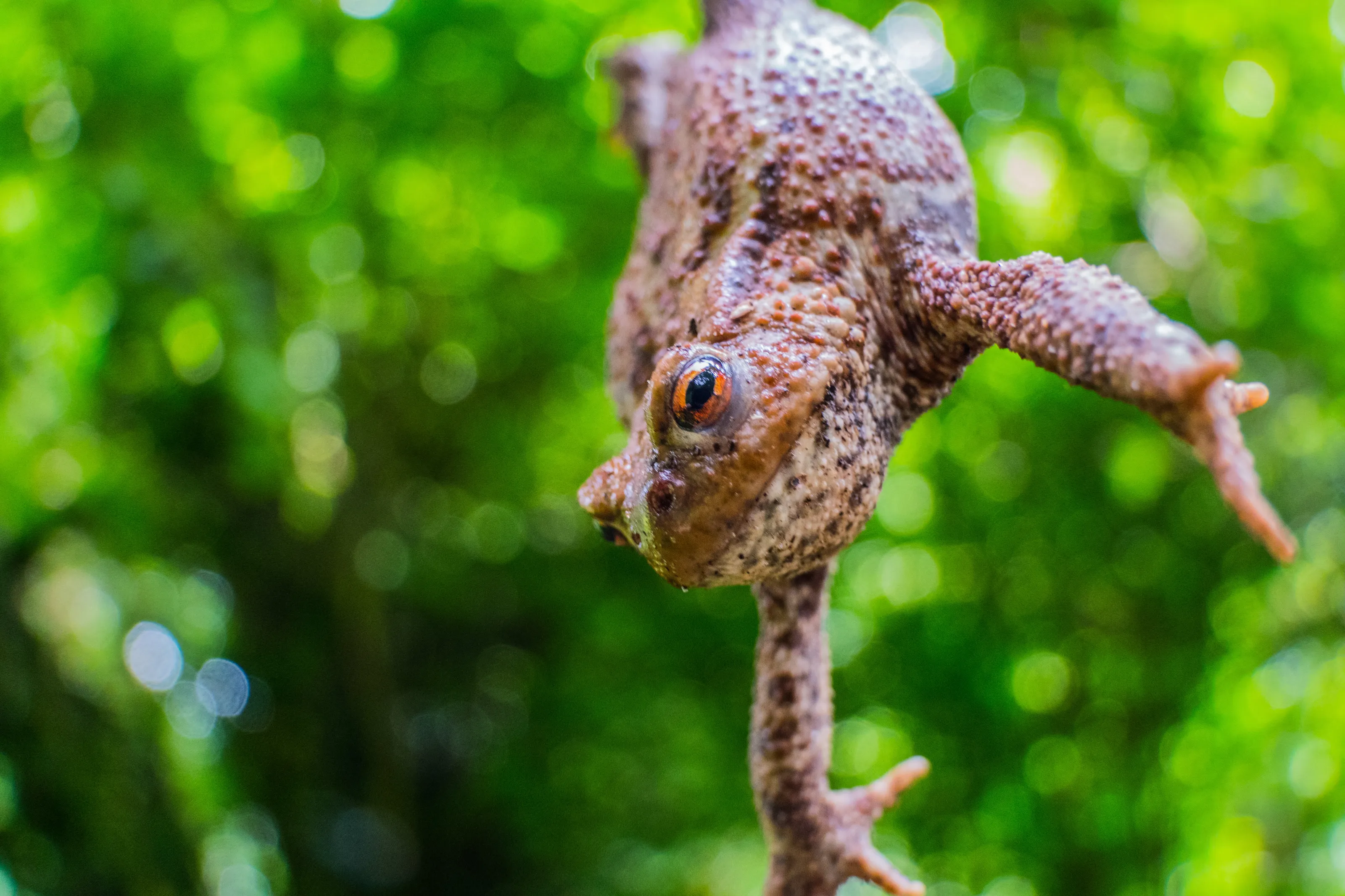 Hanging Toad