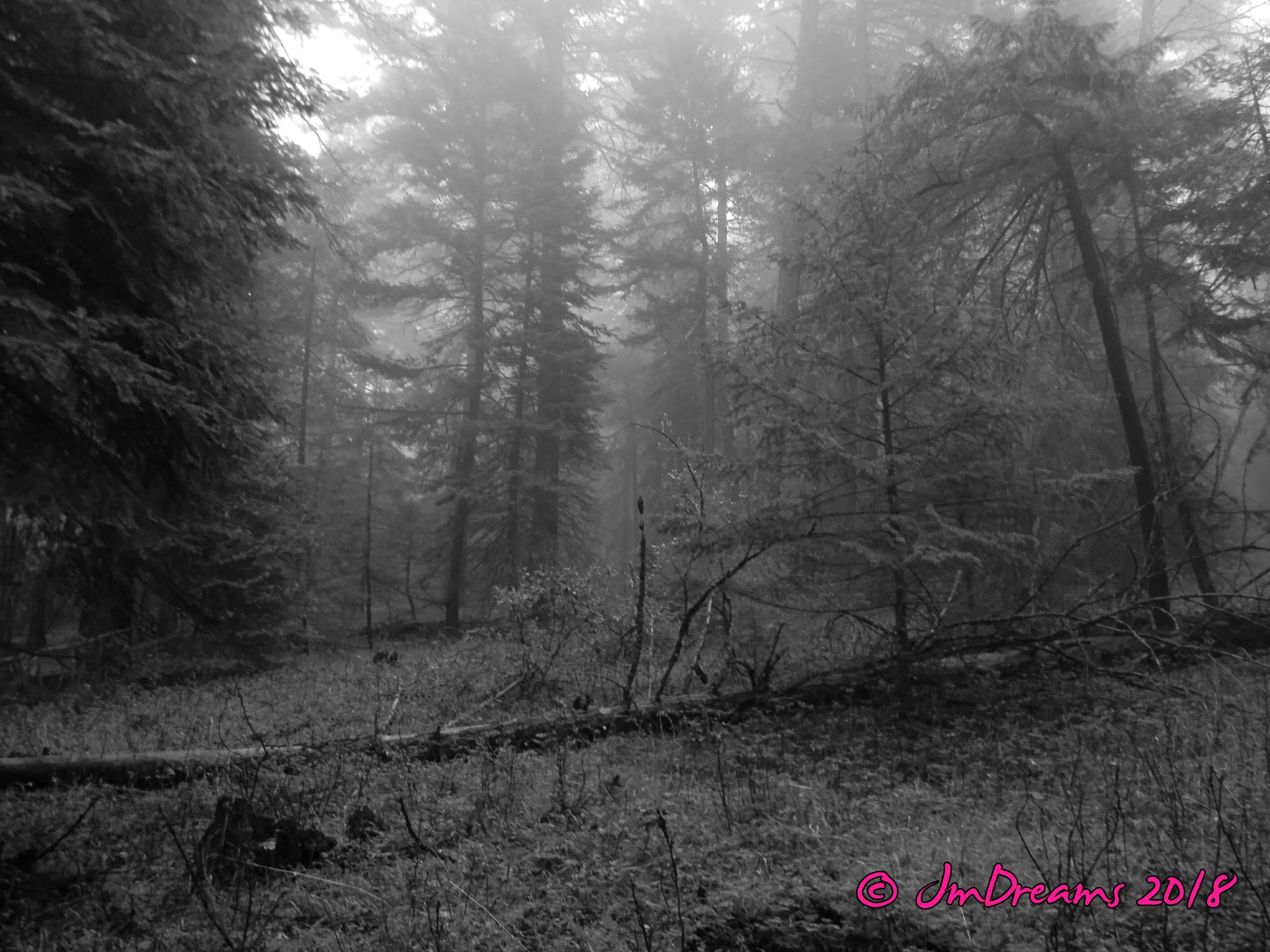 Into the fog