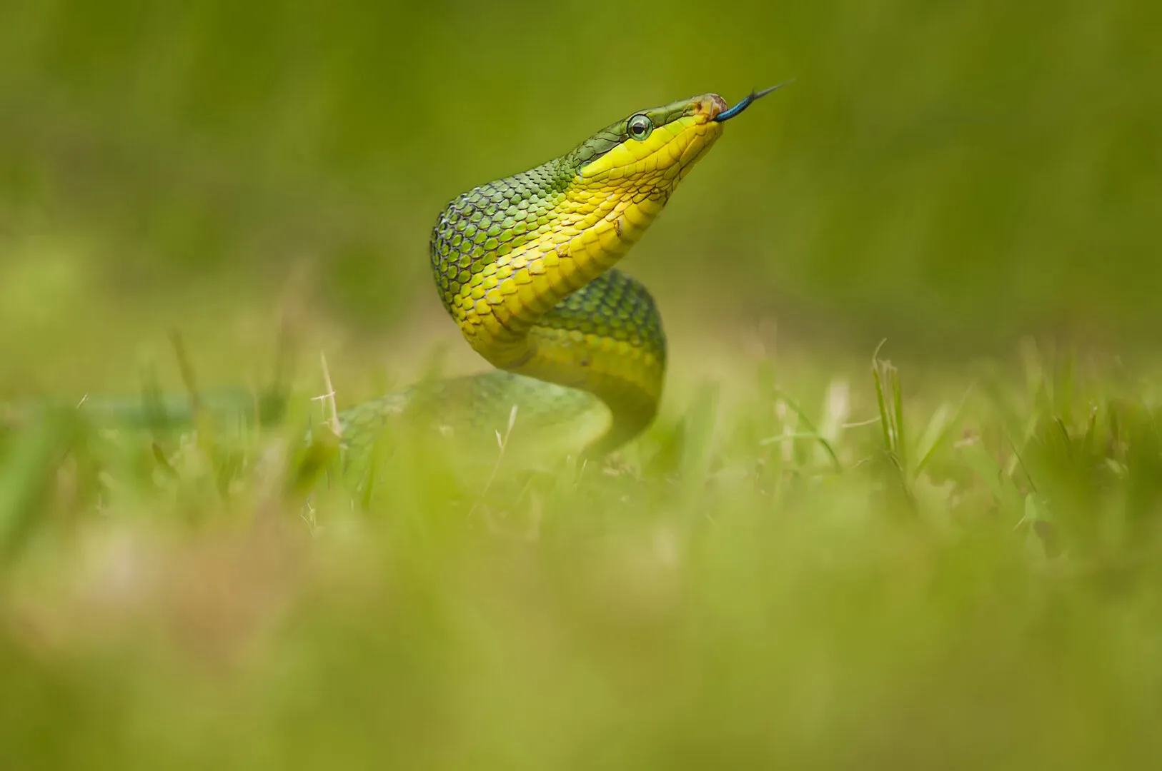 Snake Dancer