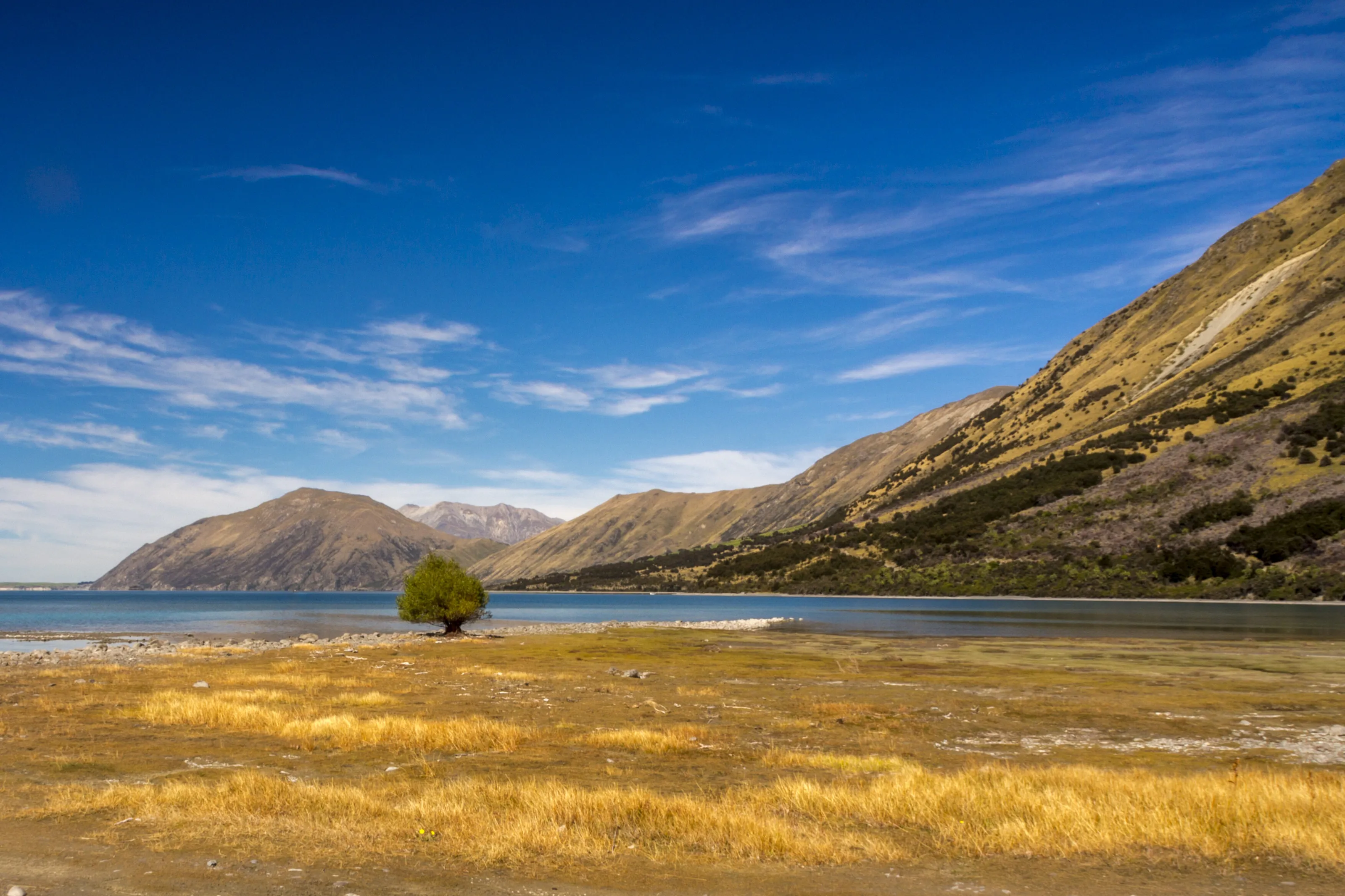 The Lone Tree