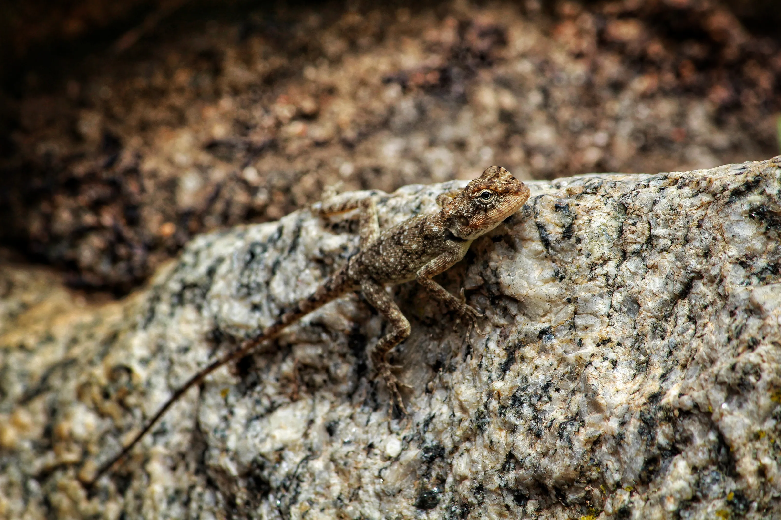 Crawler