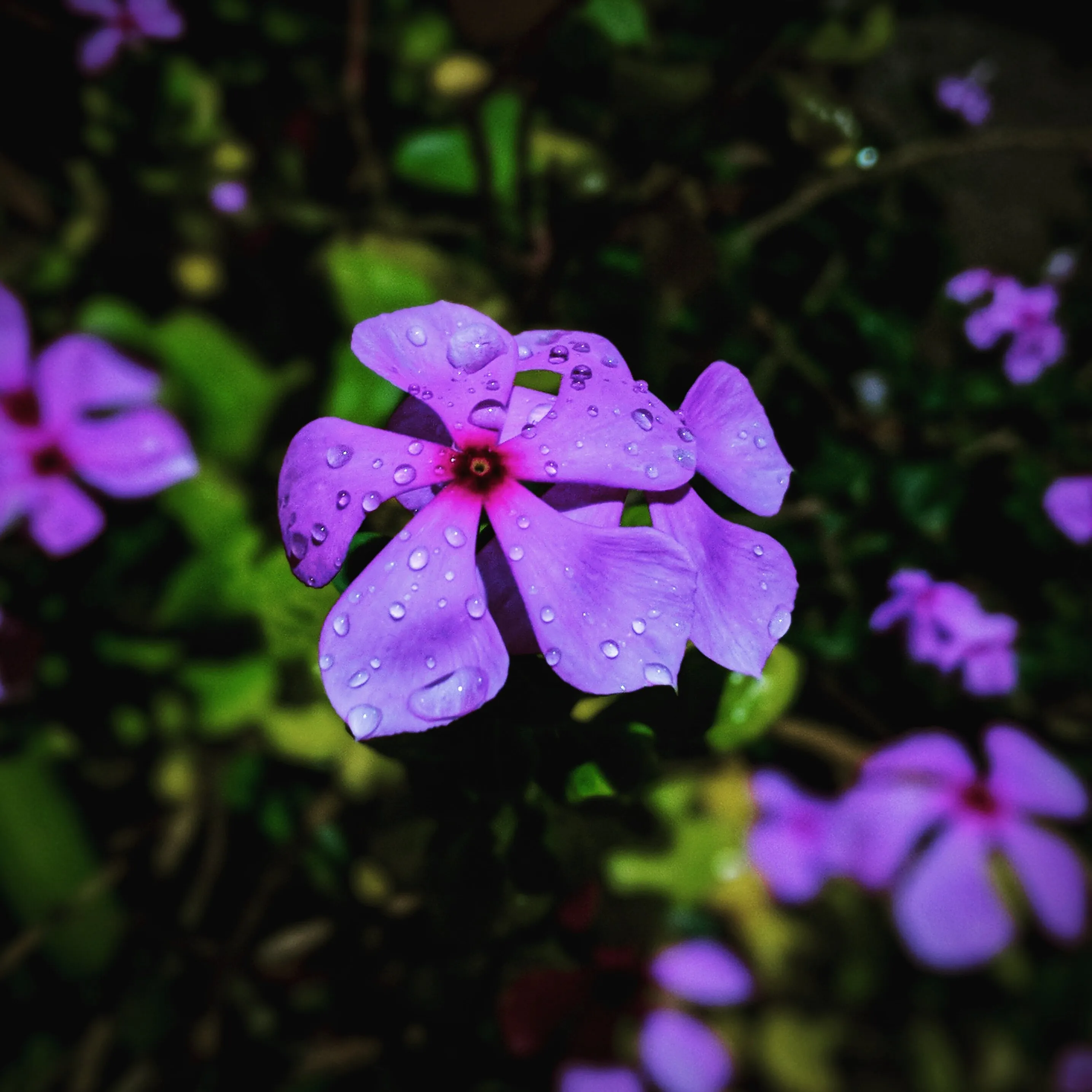 Wet flowers