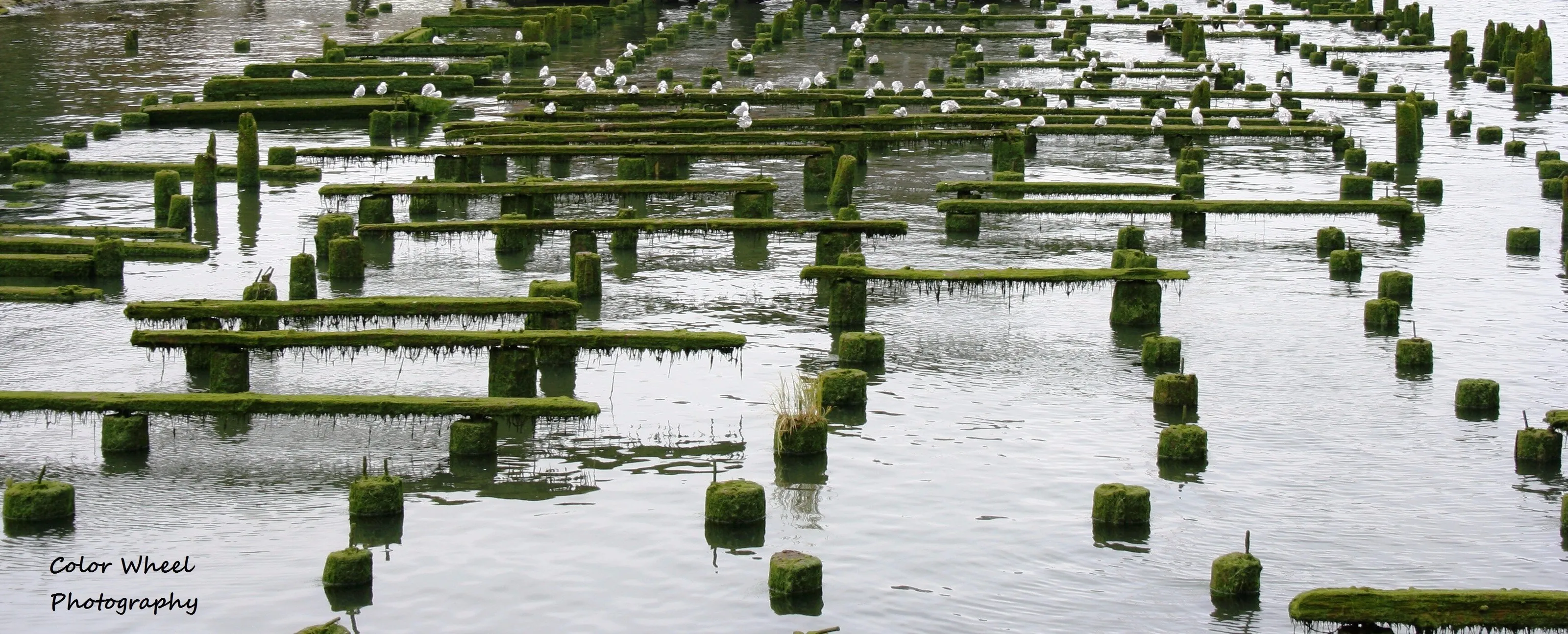 Abandoned Pillars and Posts