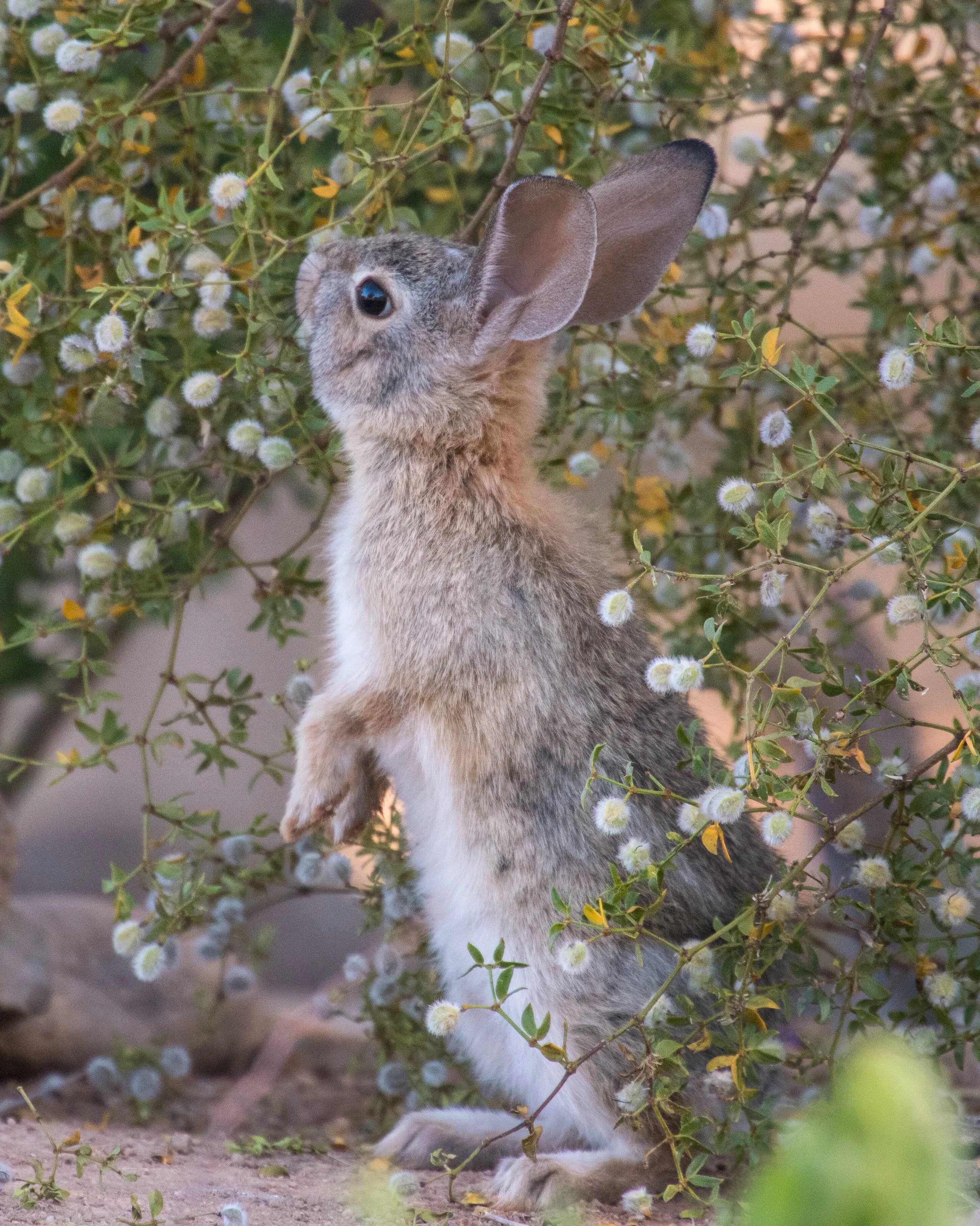 Cottontail