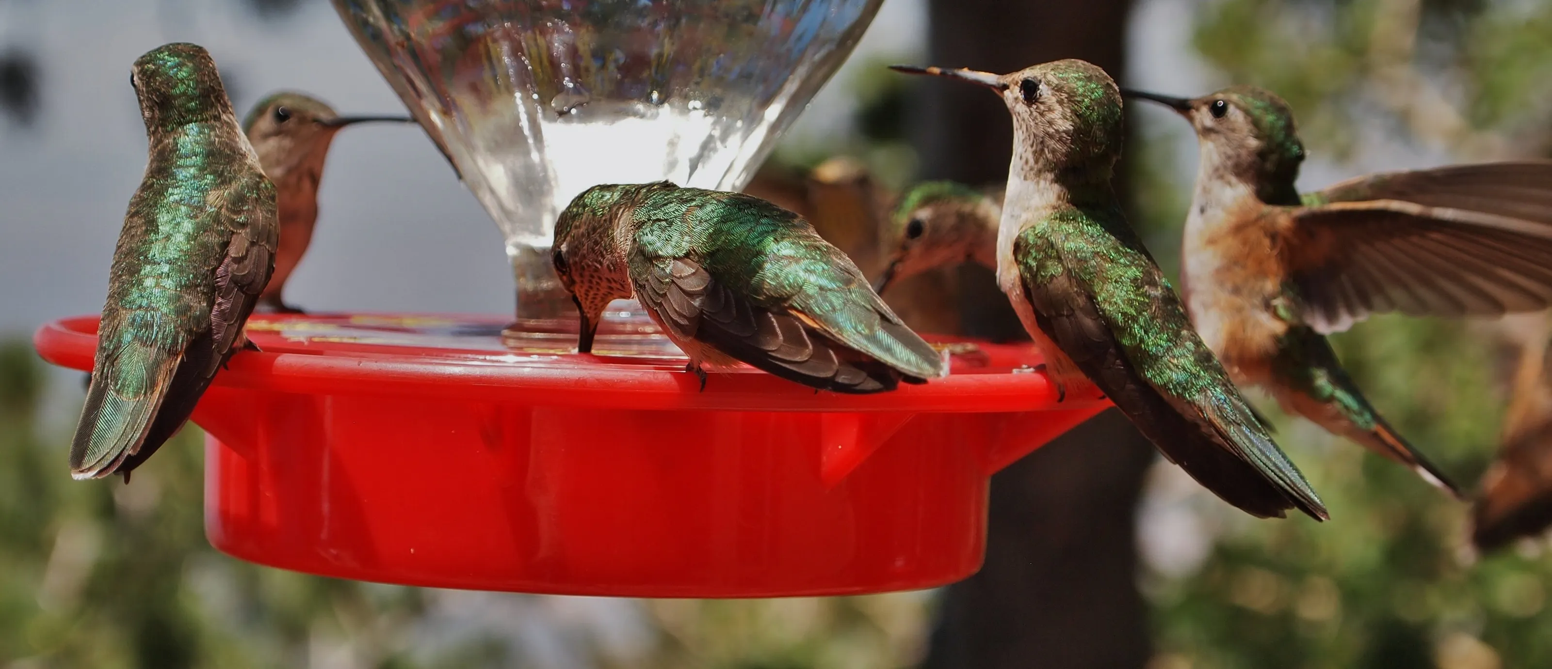 Hummingbirds Feasting