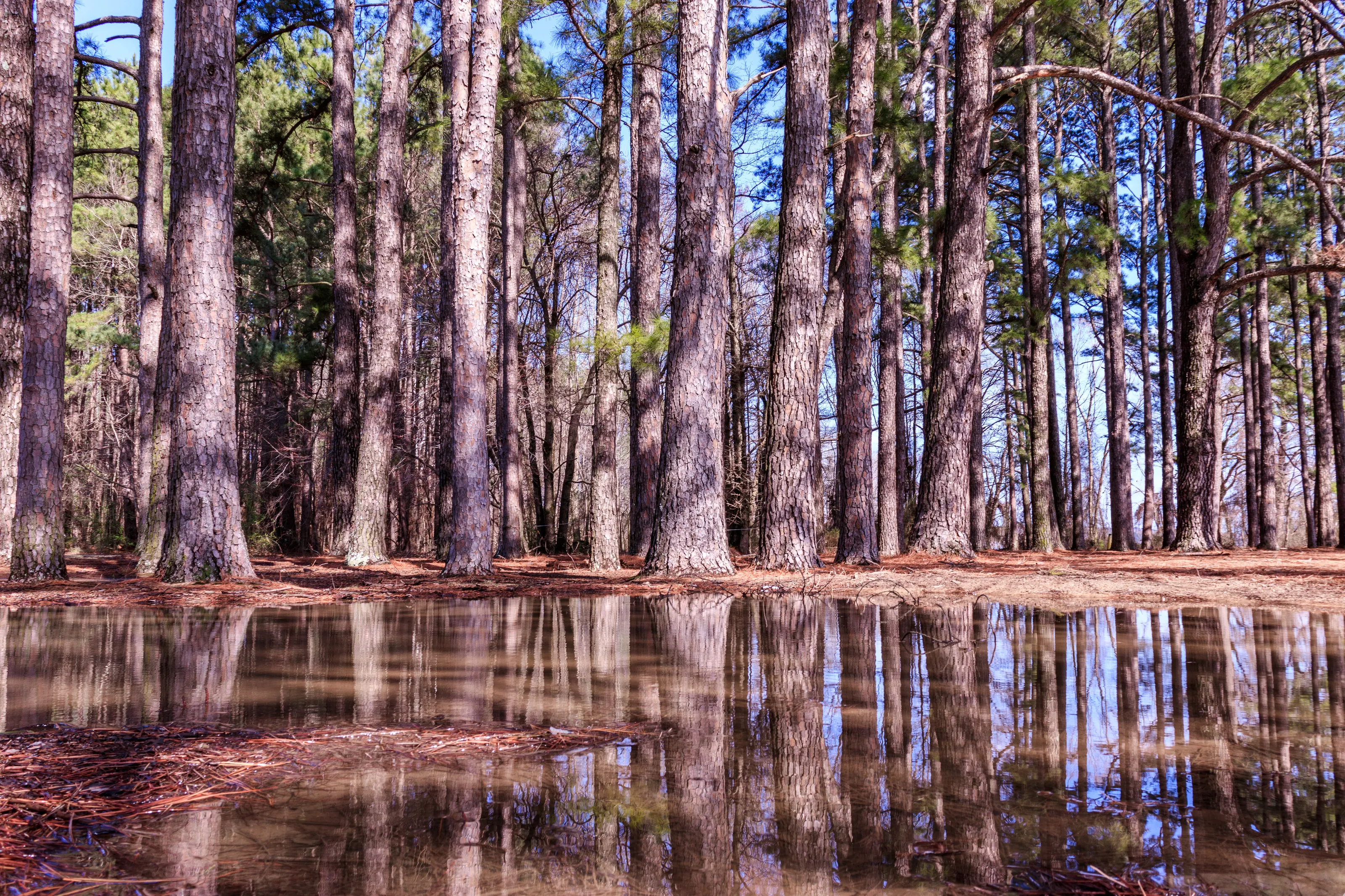 Forest Reflections