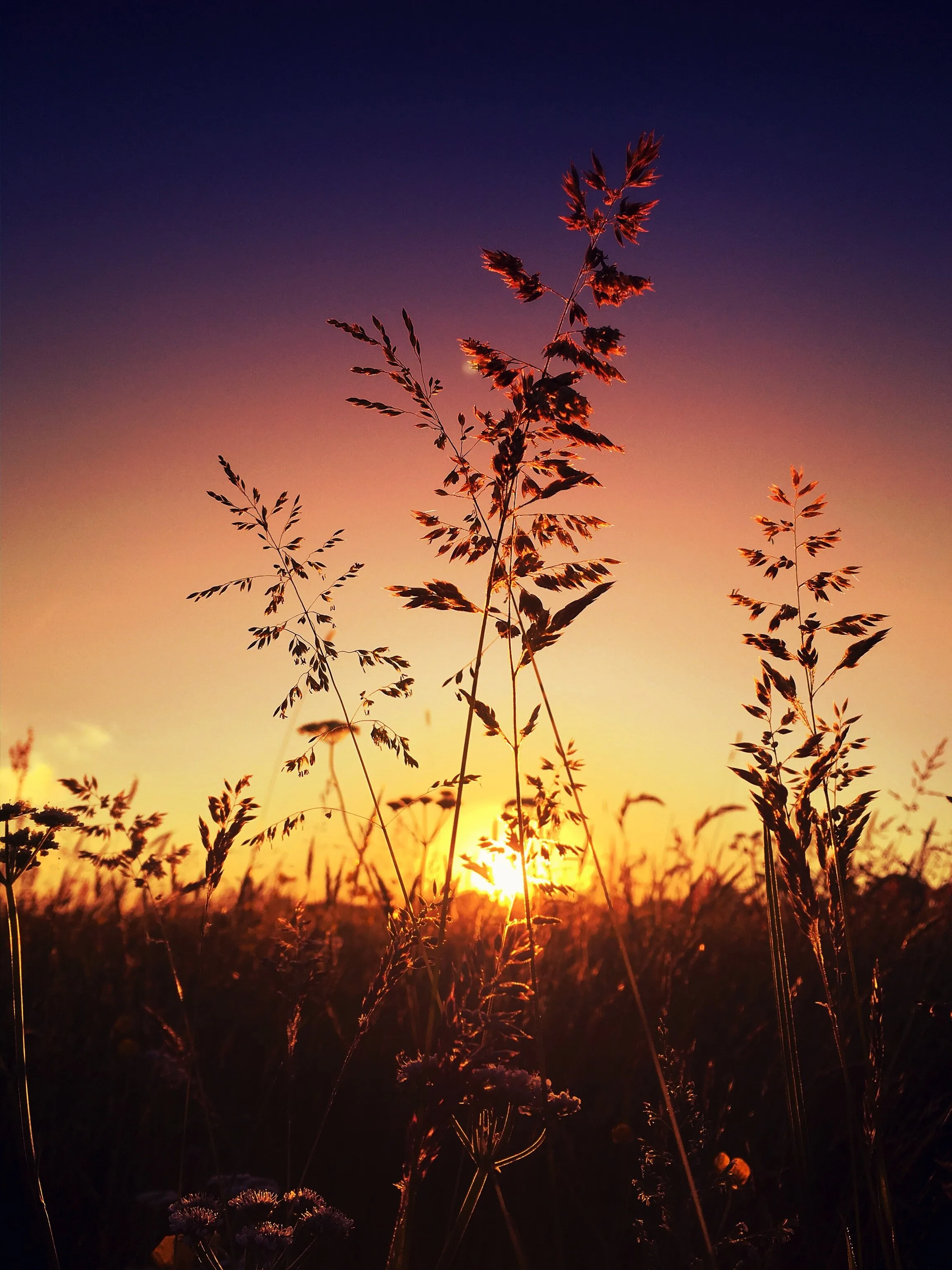 Wetlands Sunset Landcape