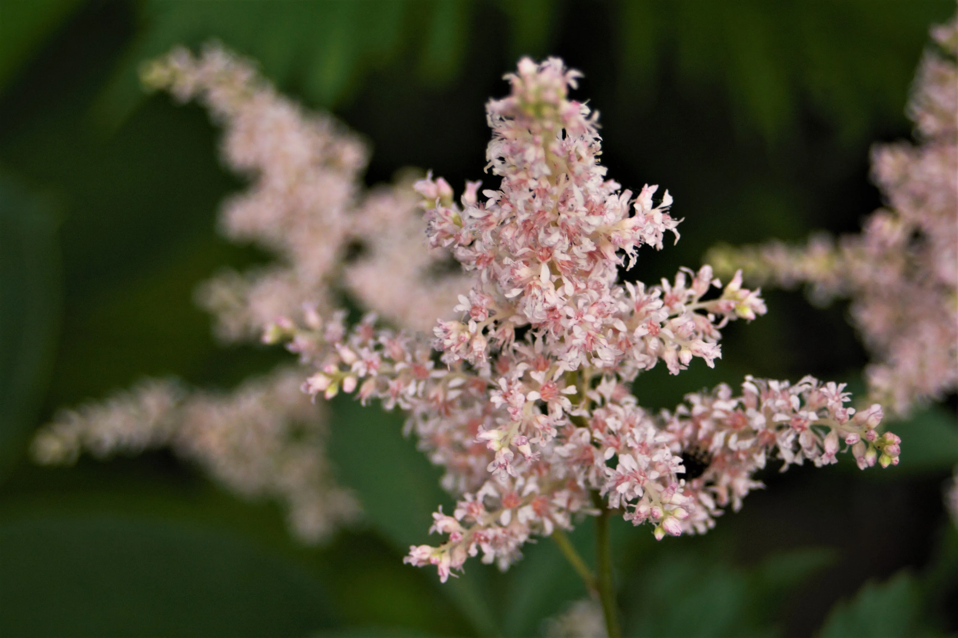 2018 flower