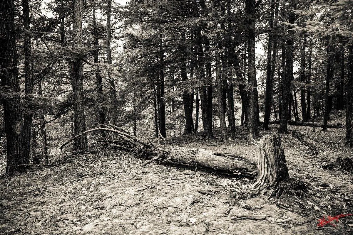 Broken forest