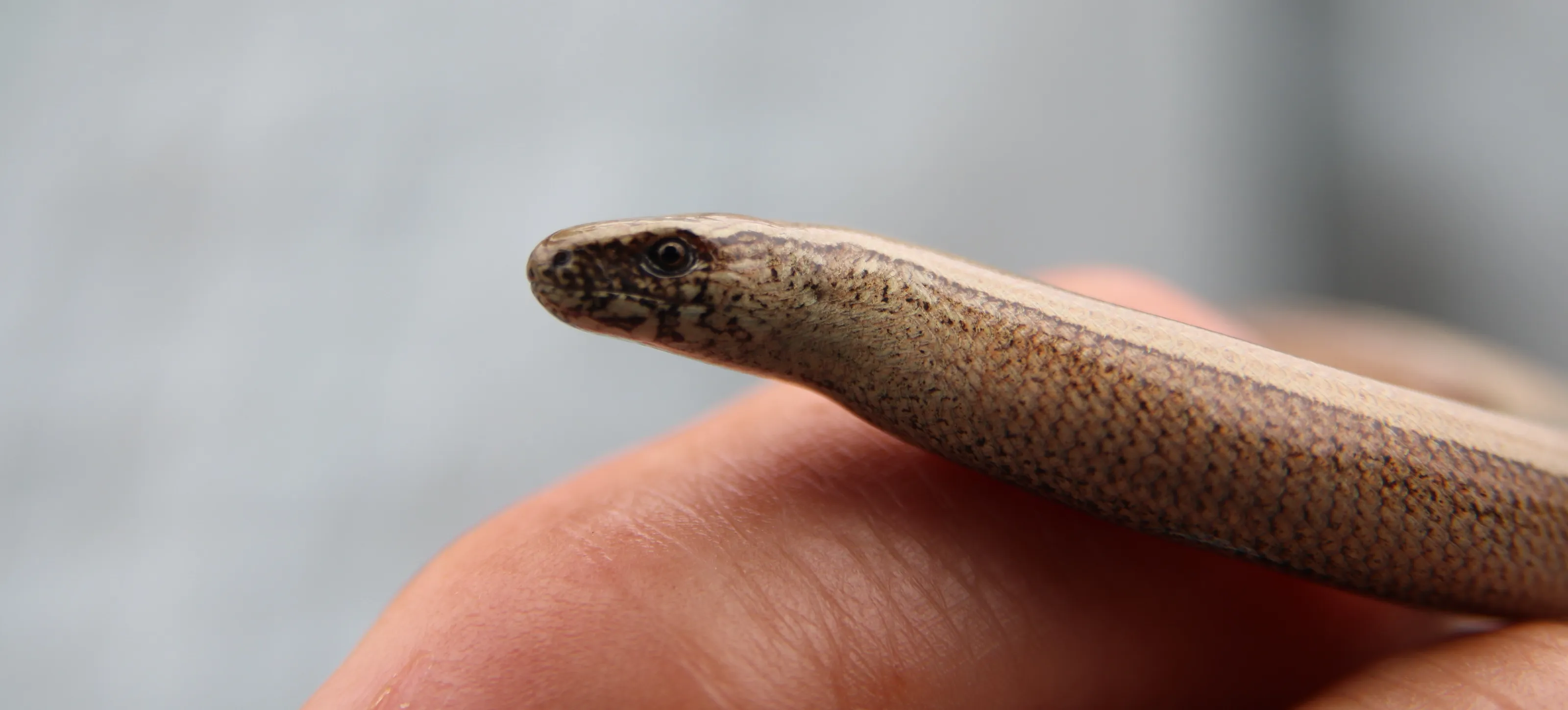 Slow worm