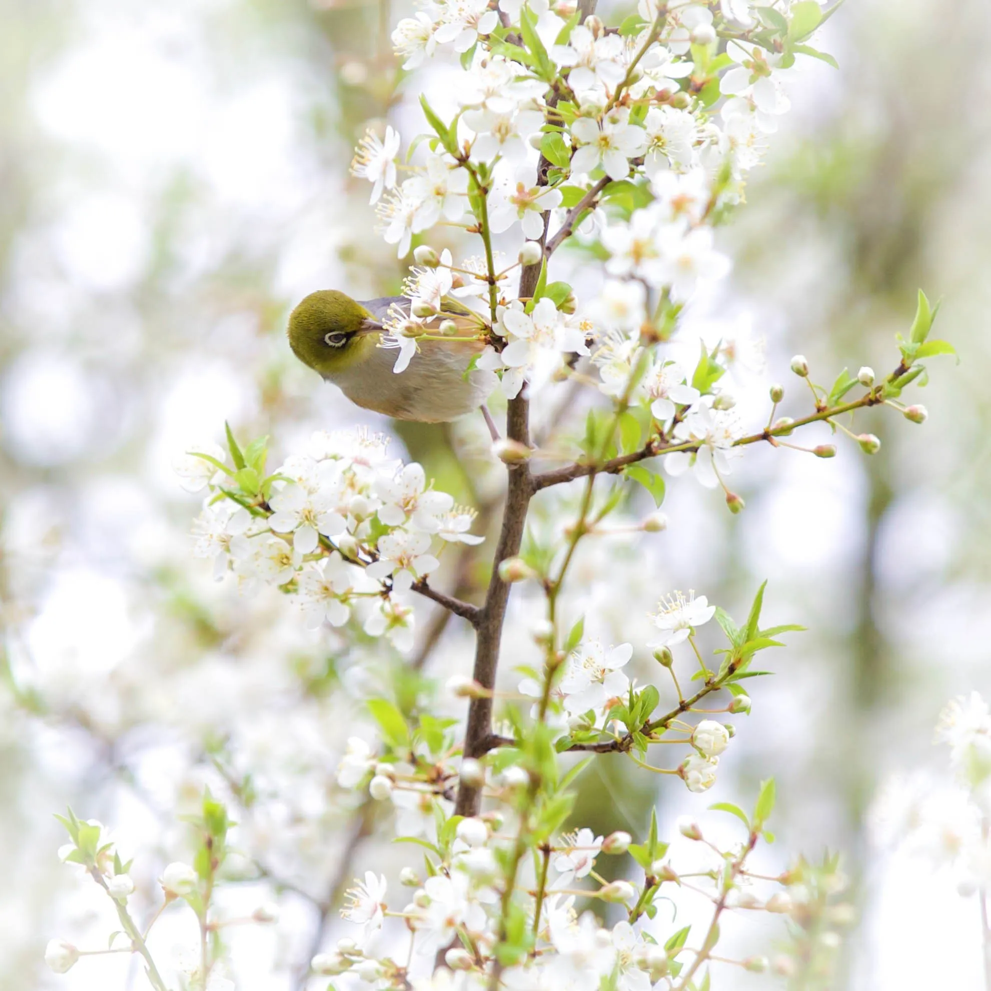 First blooms of spring