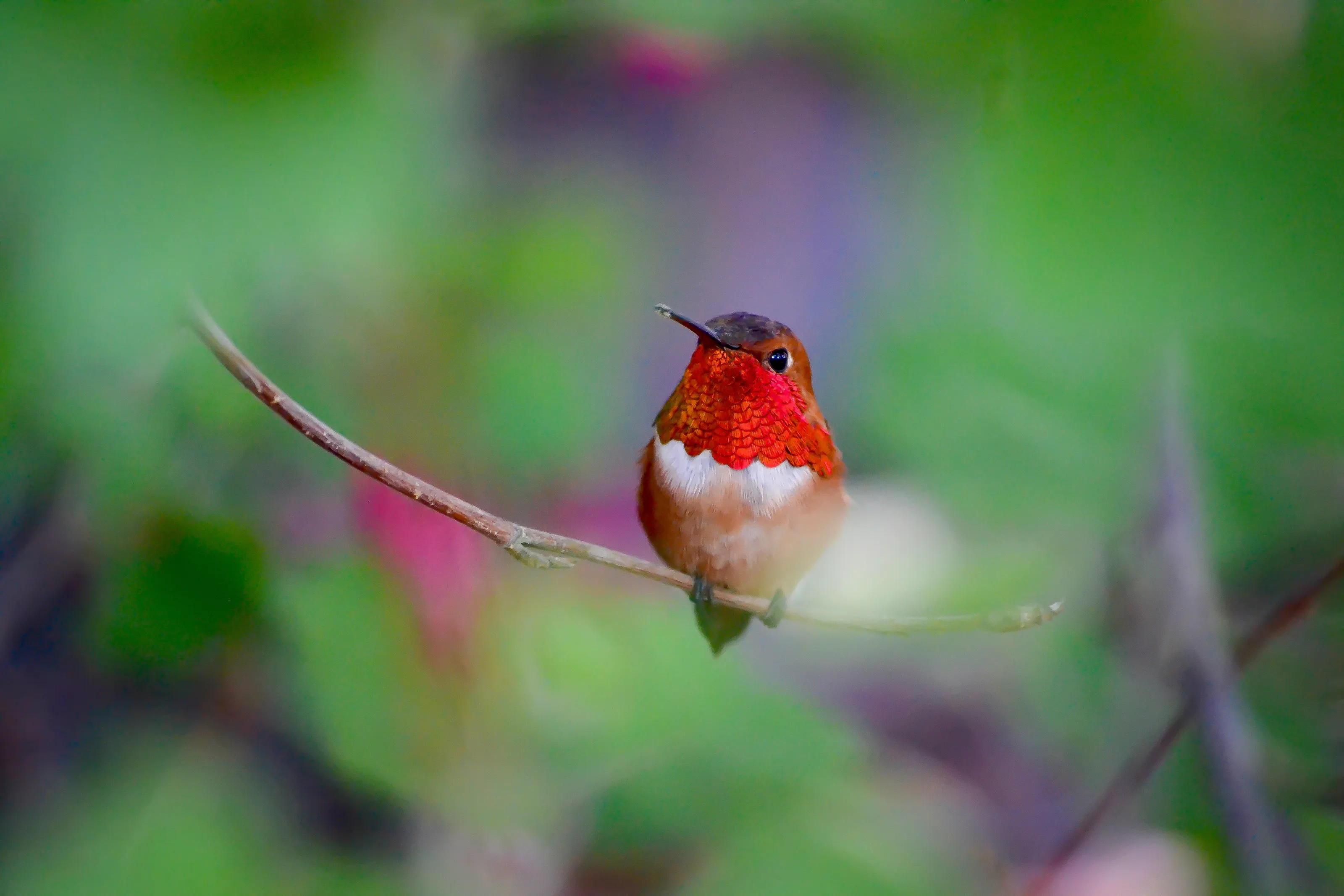 A Rufous Hummingbird taking a break from beating his wings up to 60 times per second.