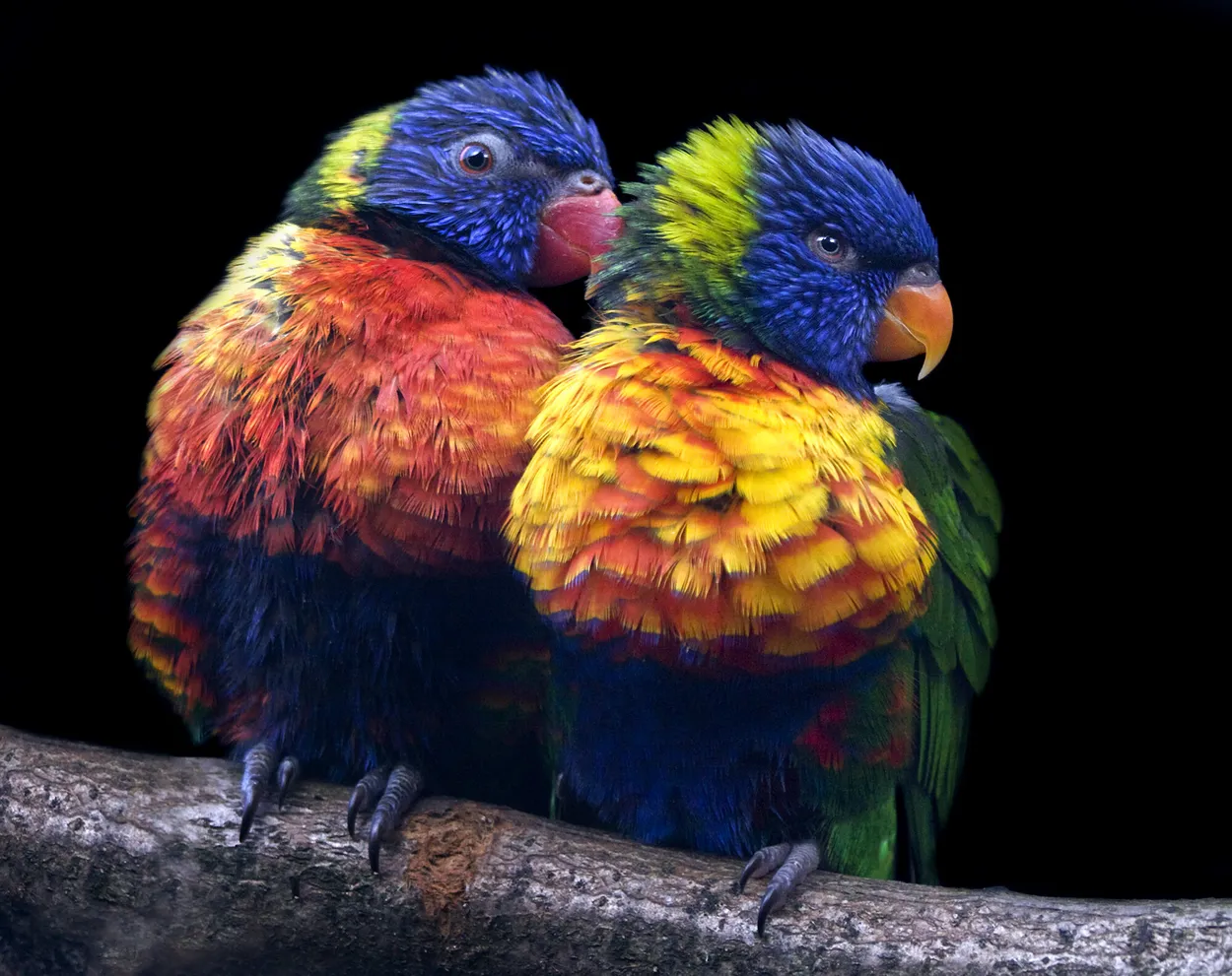 Entry 2387192