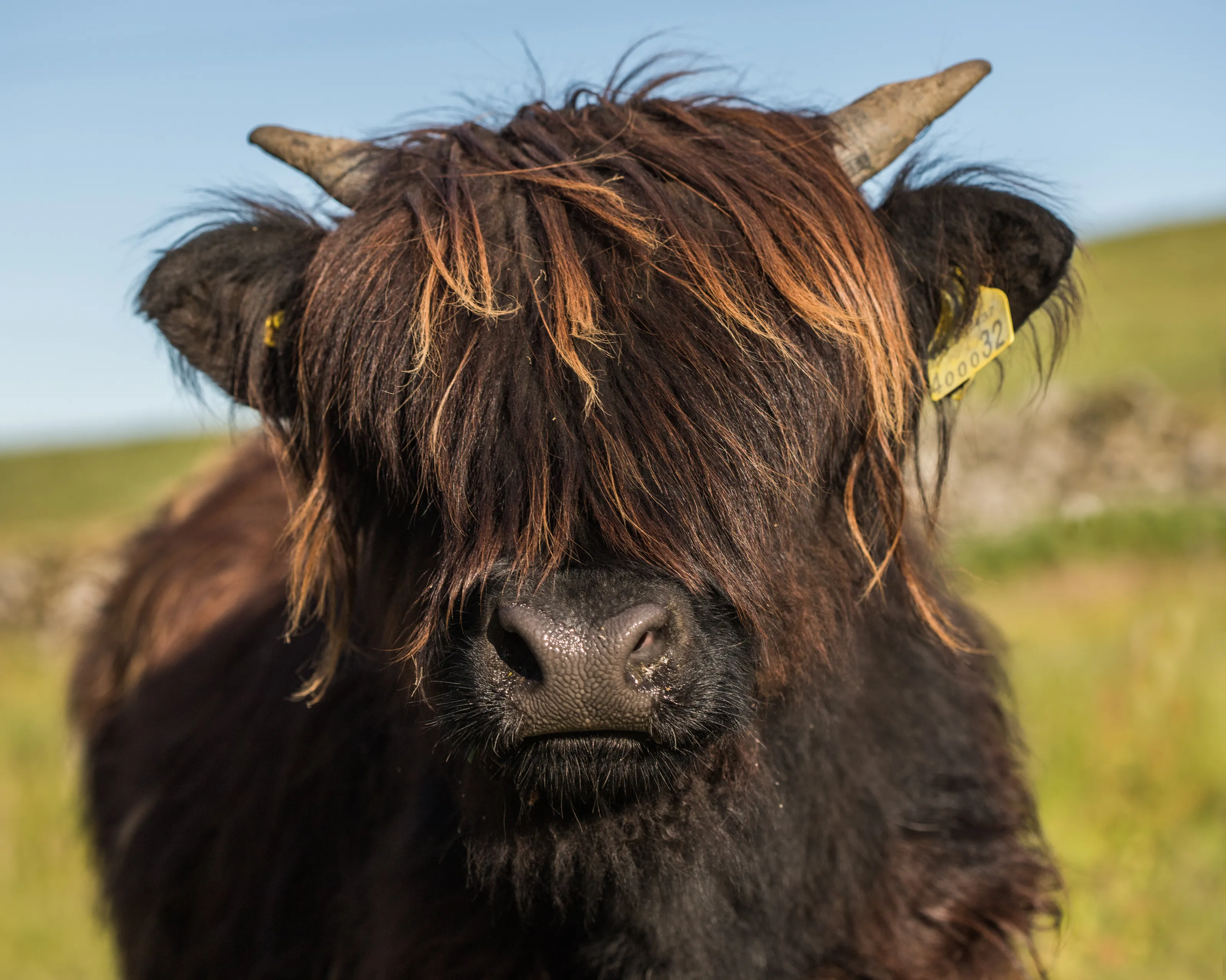 Highland Lass