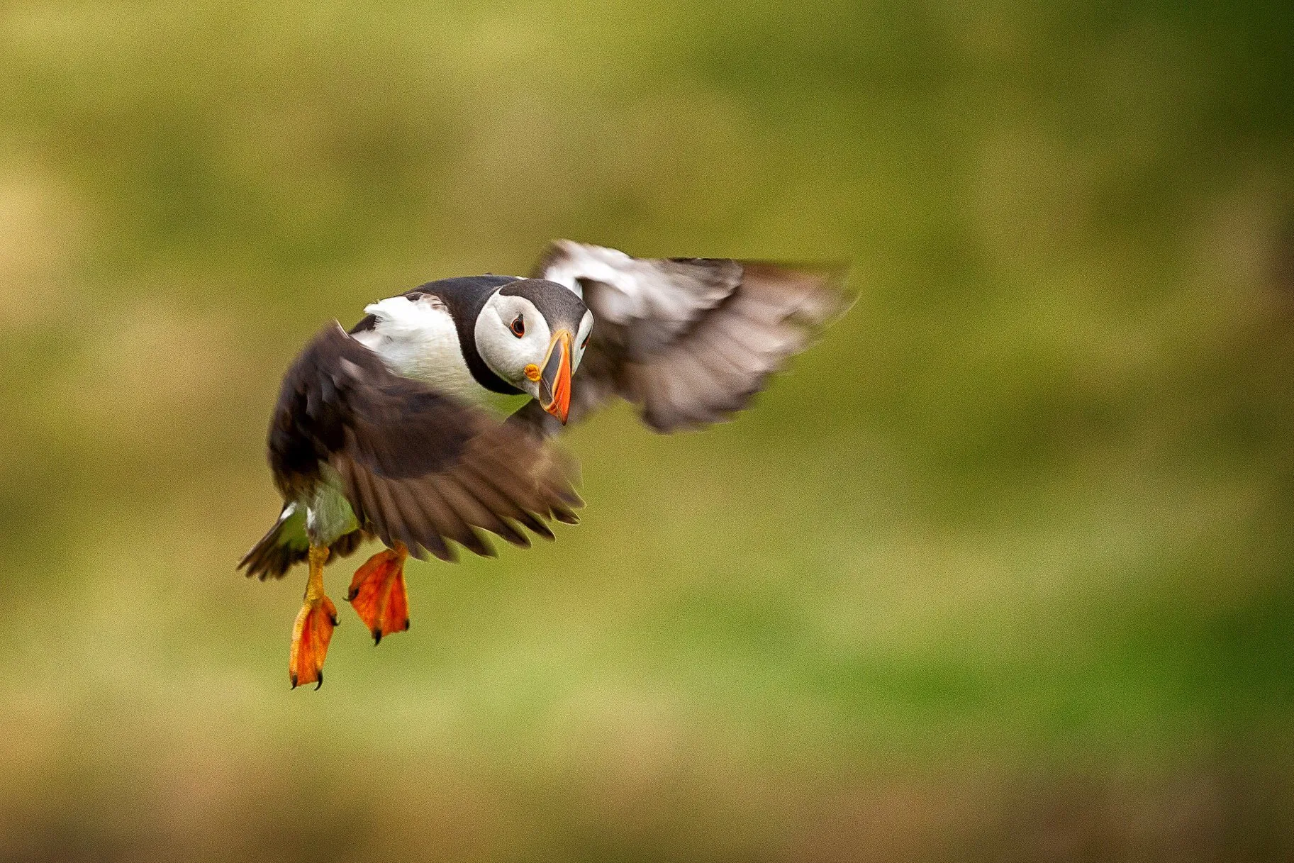 Incoming