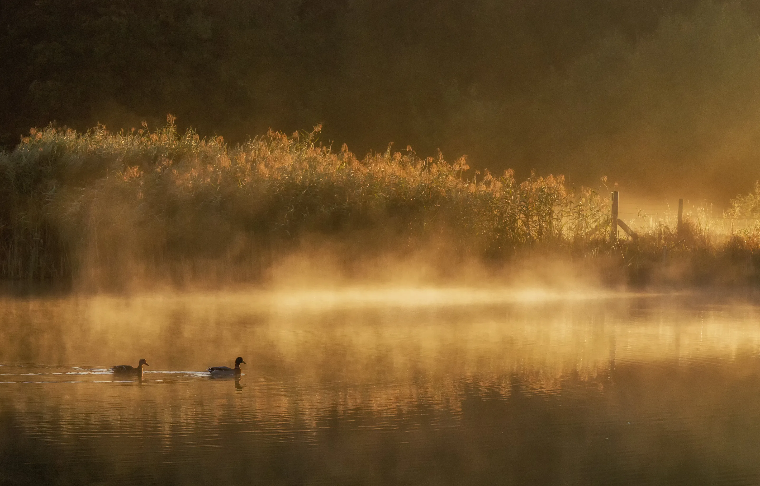 Misty Quack