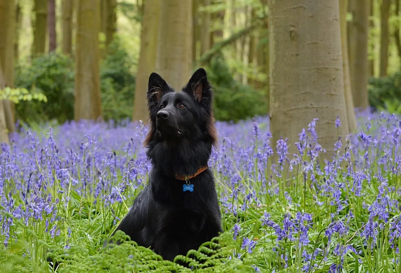 Vinnie in the Bluebells
