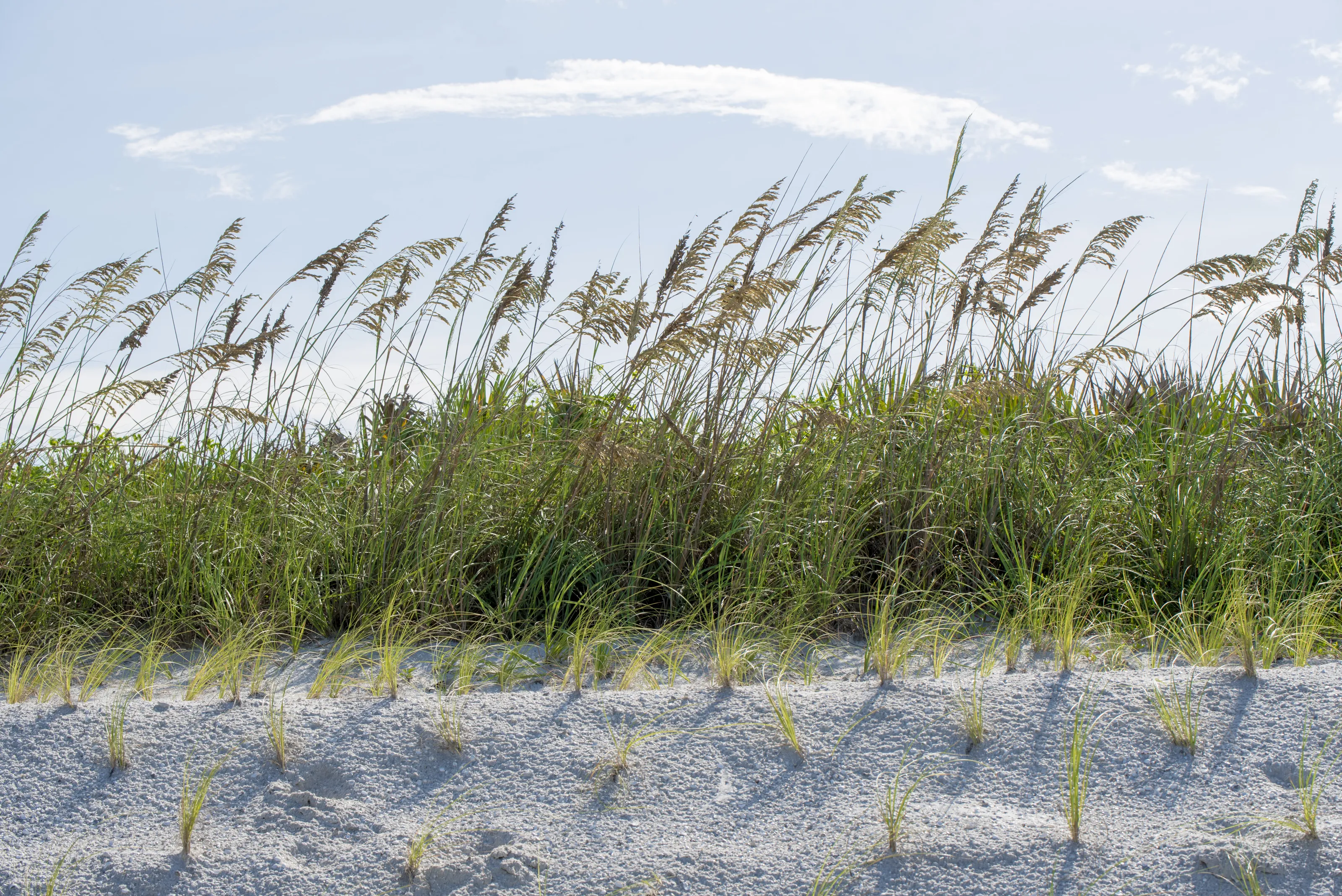 Sea Oats on a Sand Dune