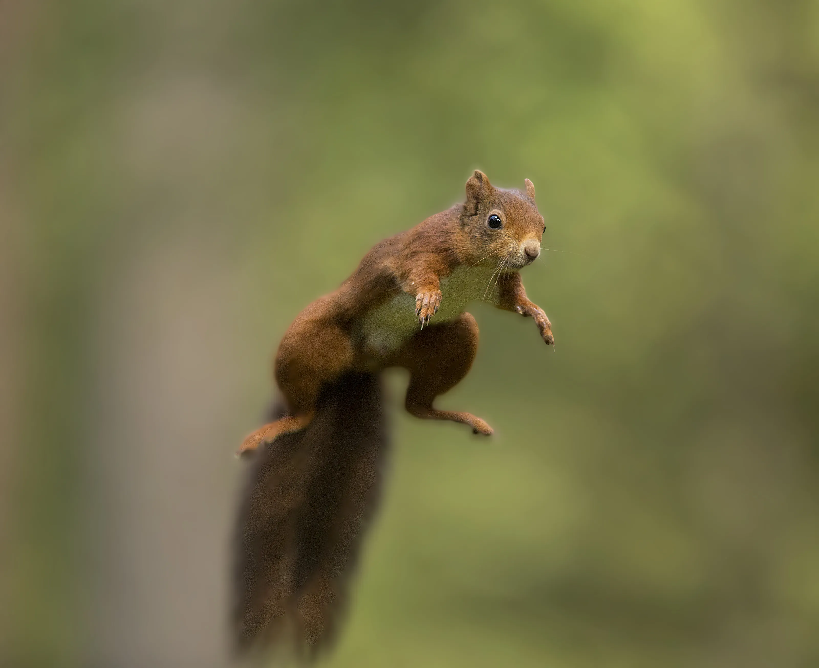 Red Squirrel (The Big Leap)