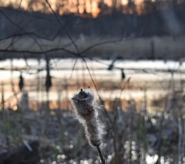 Cattail at dusk