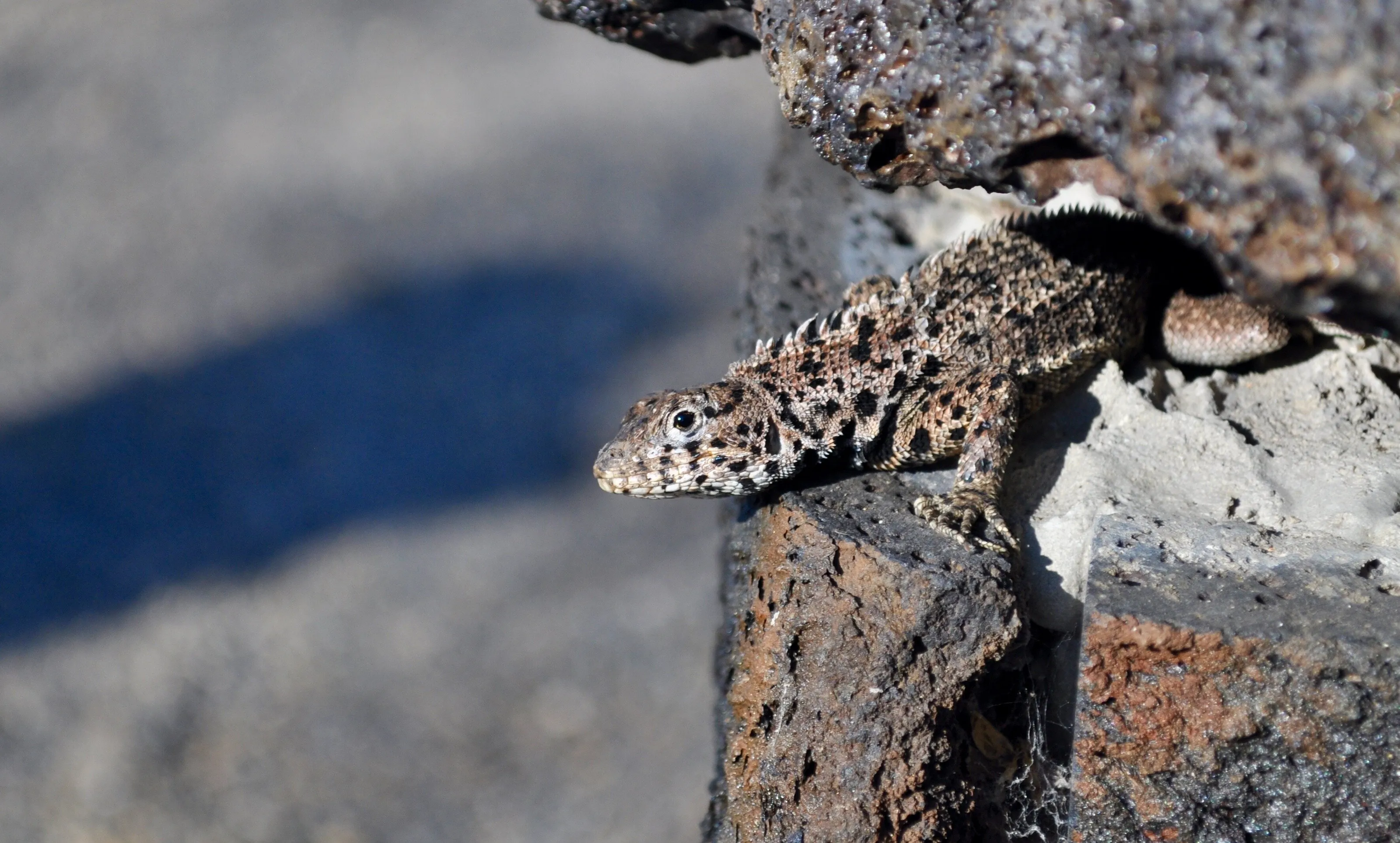 Sunbathing lava lizard