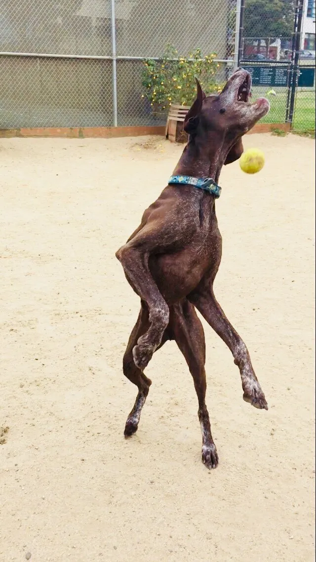Tennis Buddy