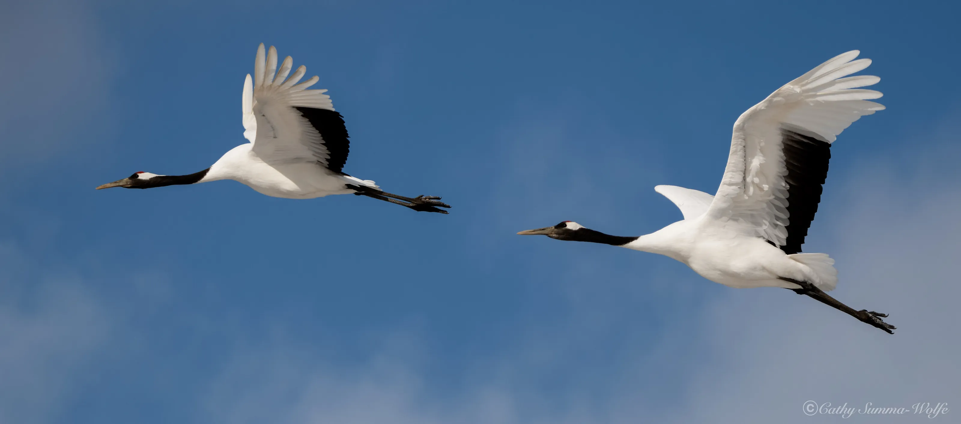 Two Cranes