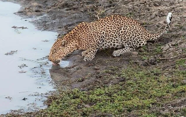 Lepard at the water