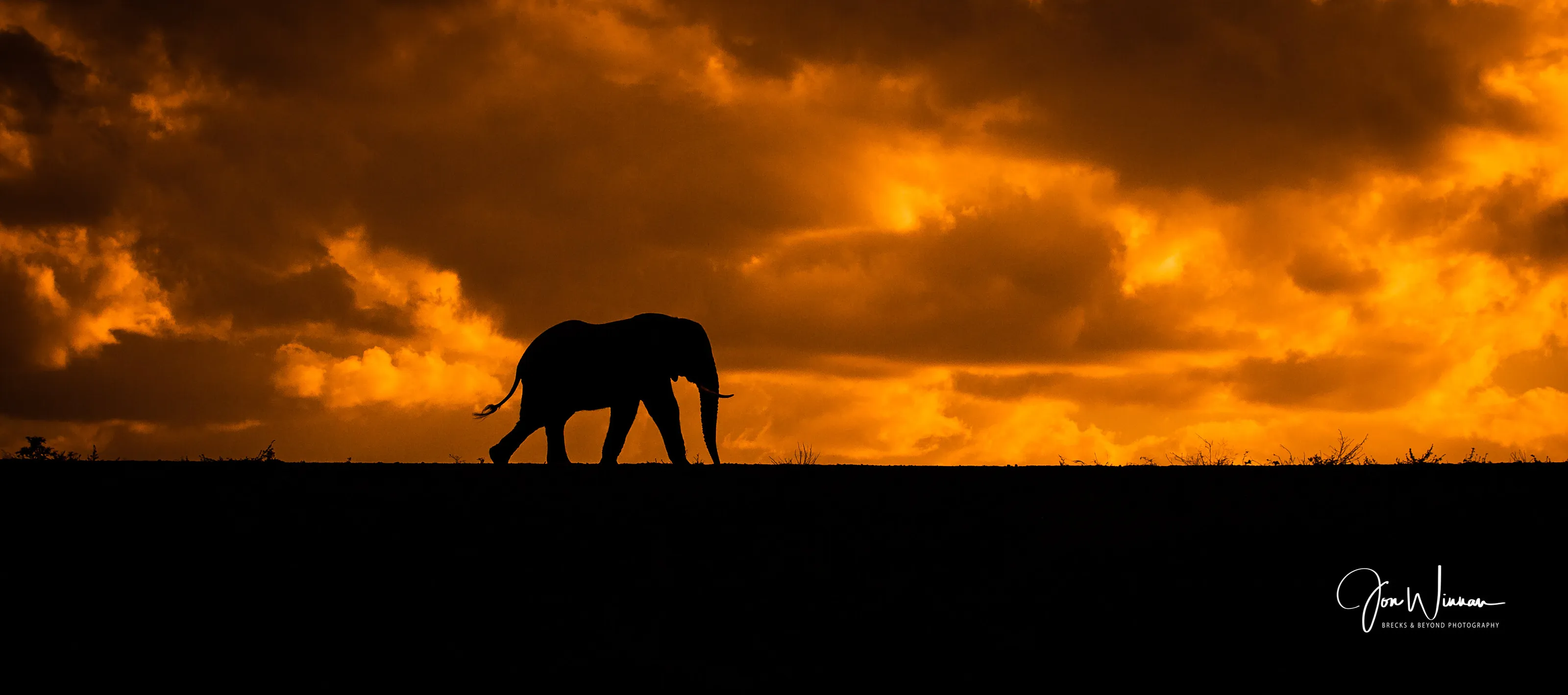 Elephant.