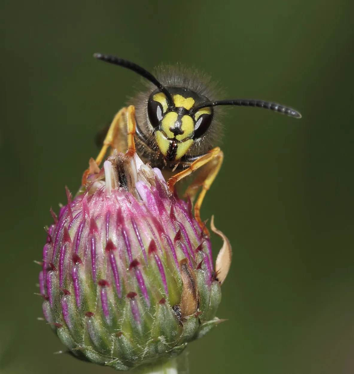Entry 23692980