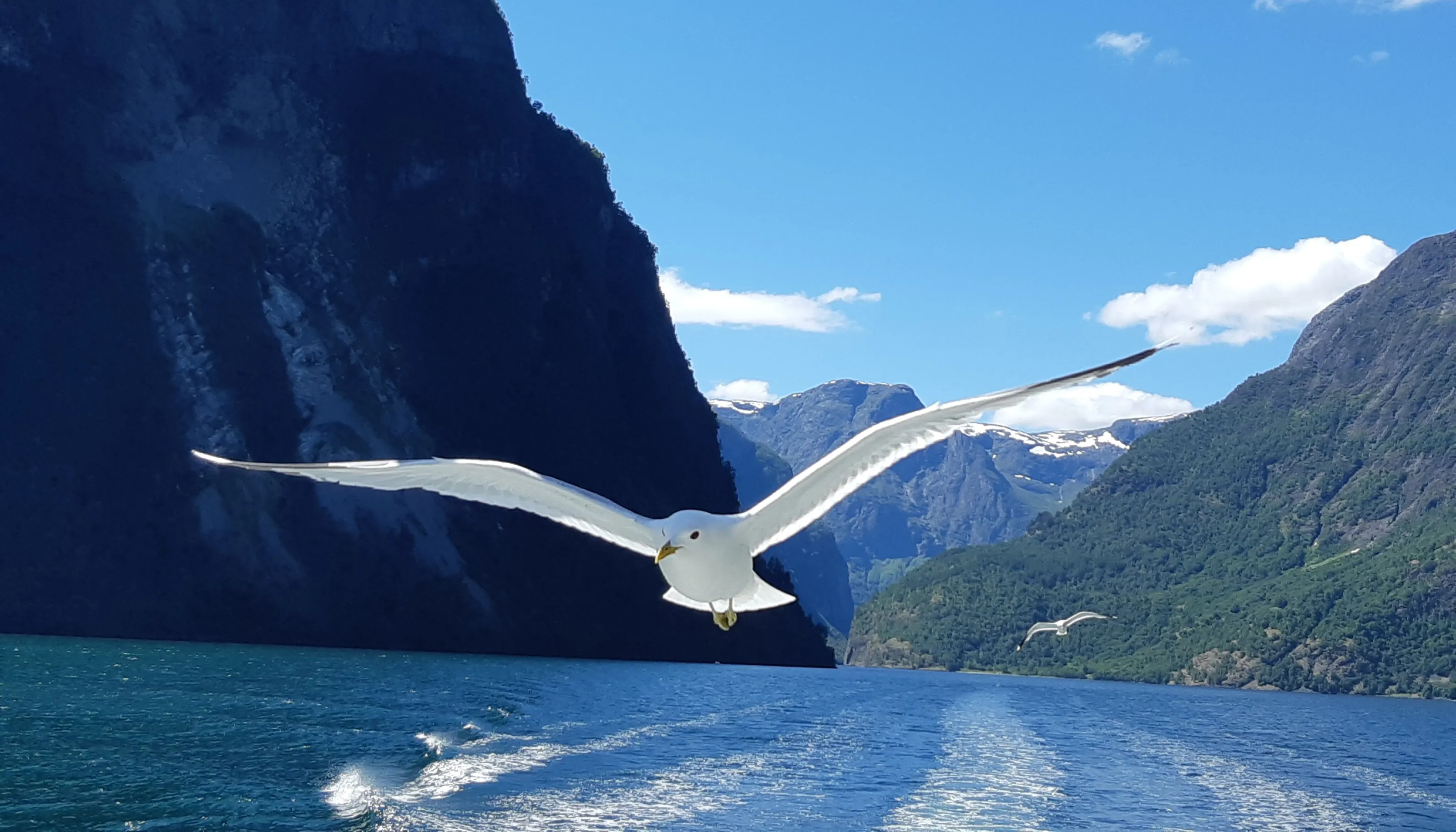 Flight on the Fjords
