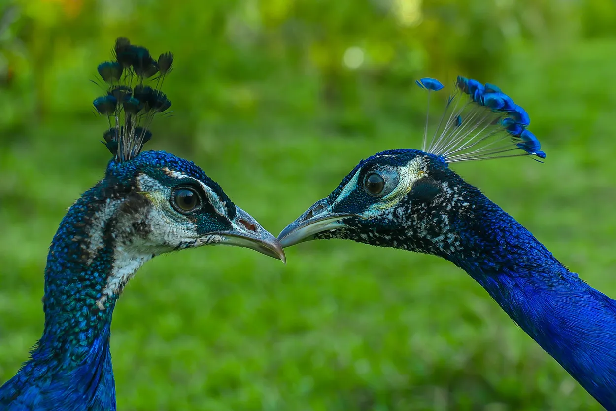 Entry 13807062