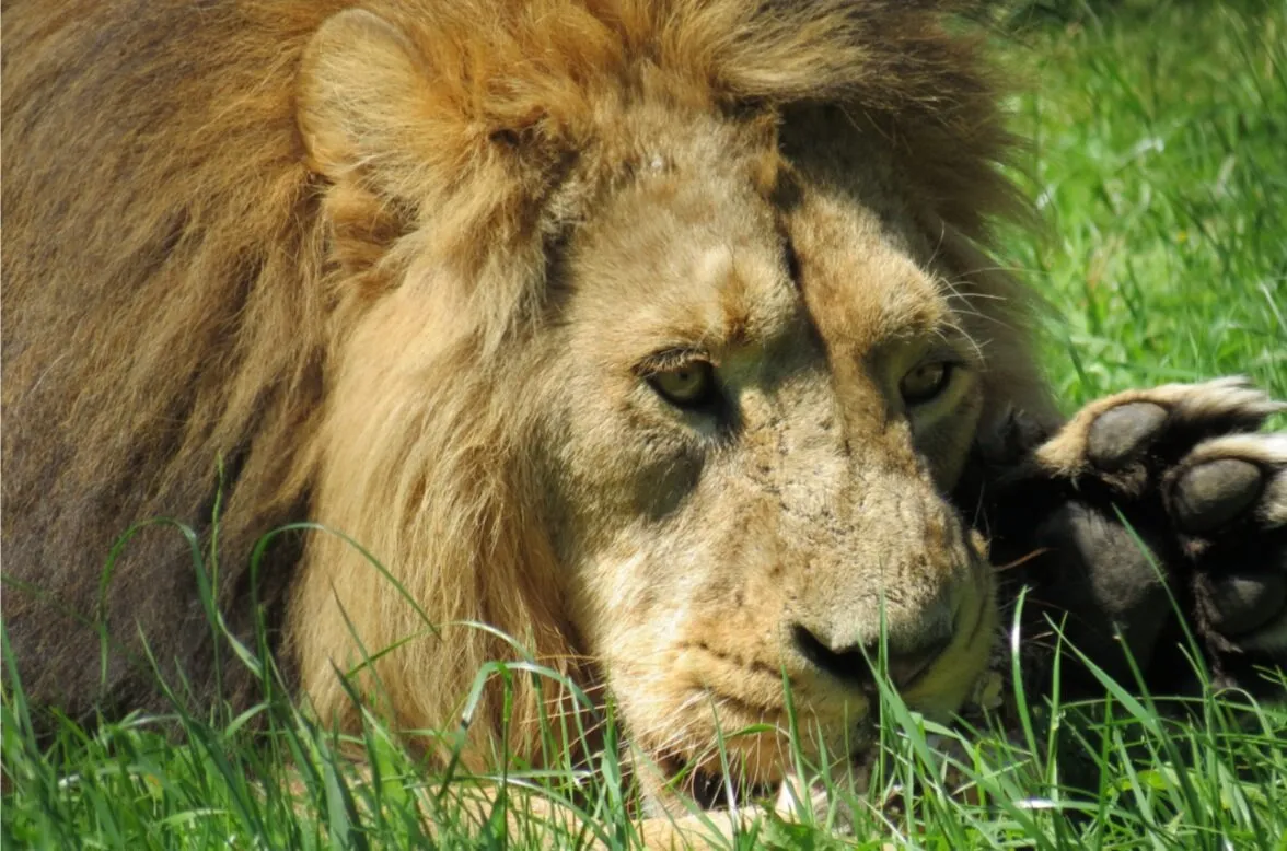Lion's lunch