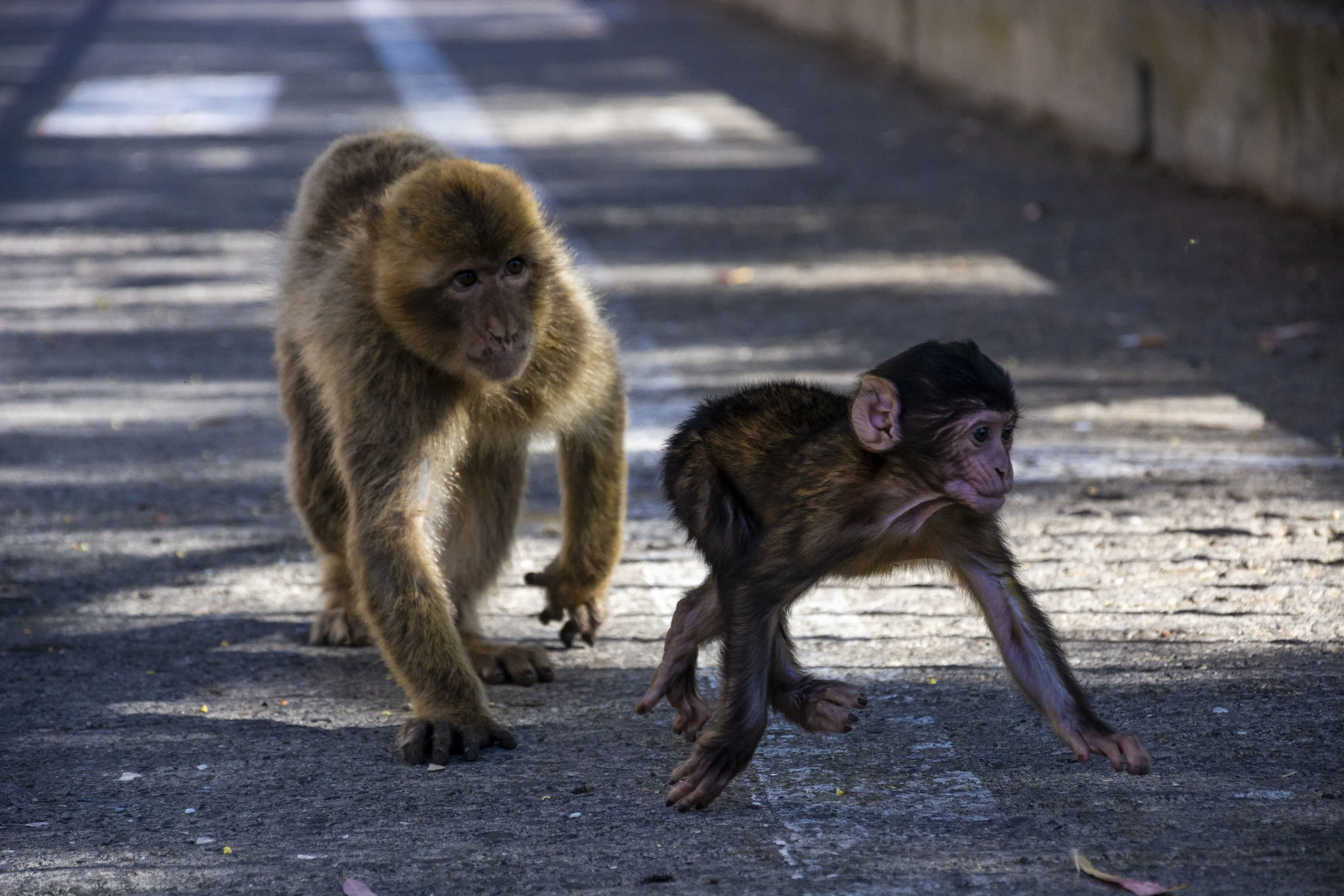 Let's play little brother!