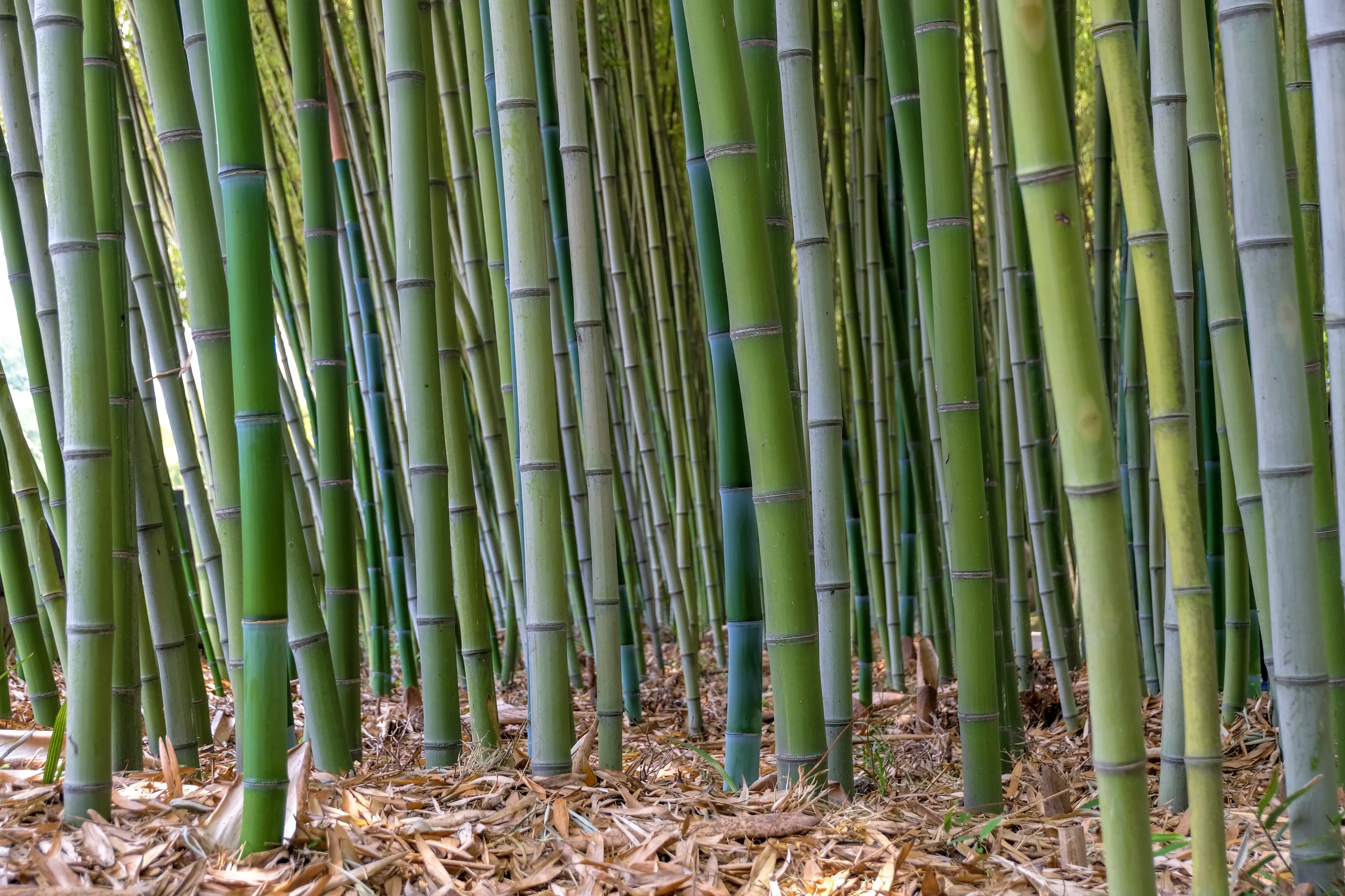 Bamboo