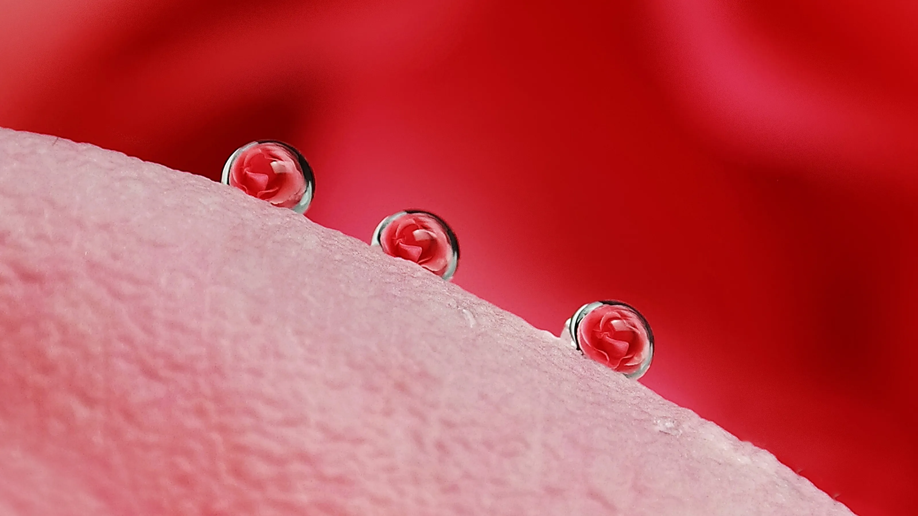 Drops on a pink rose