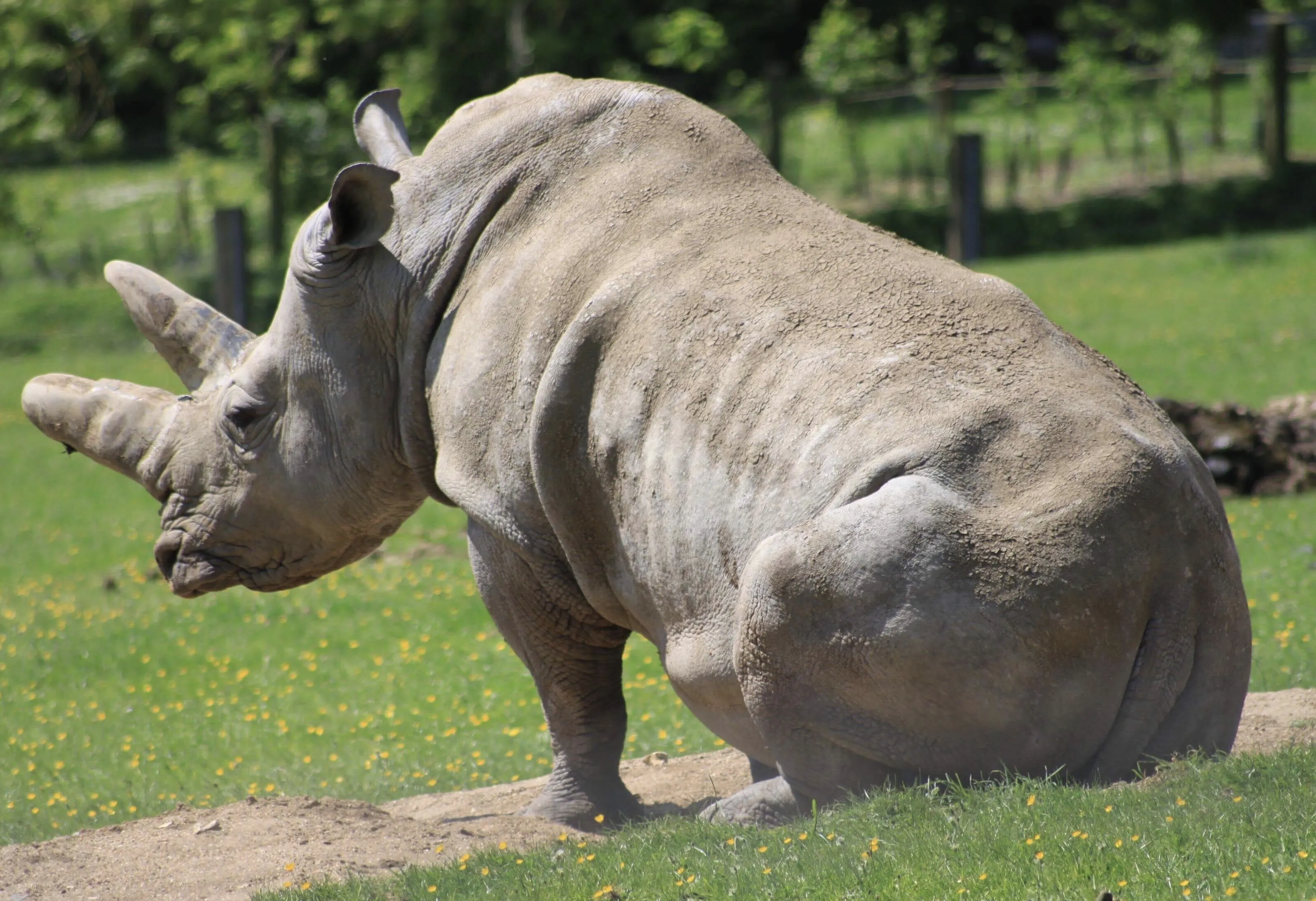 Sitting Rhino