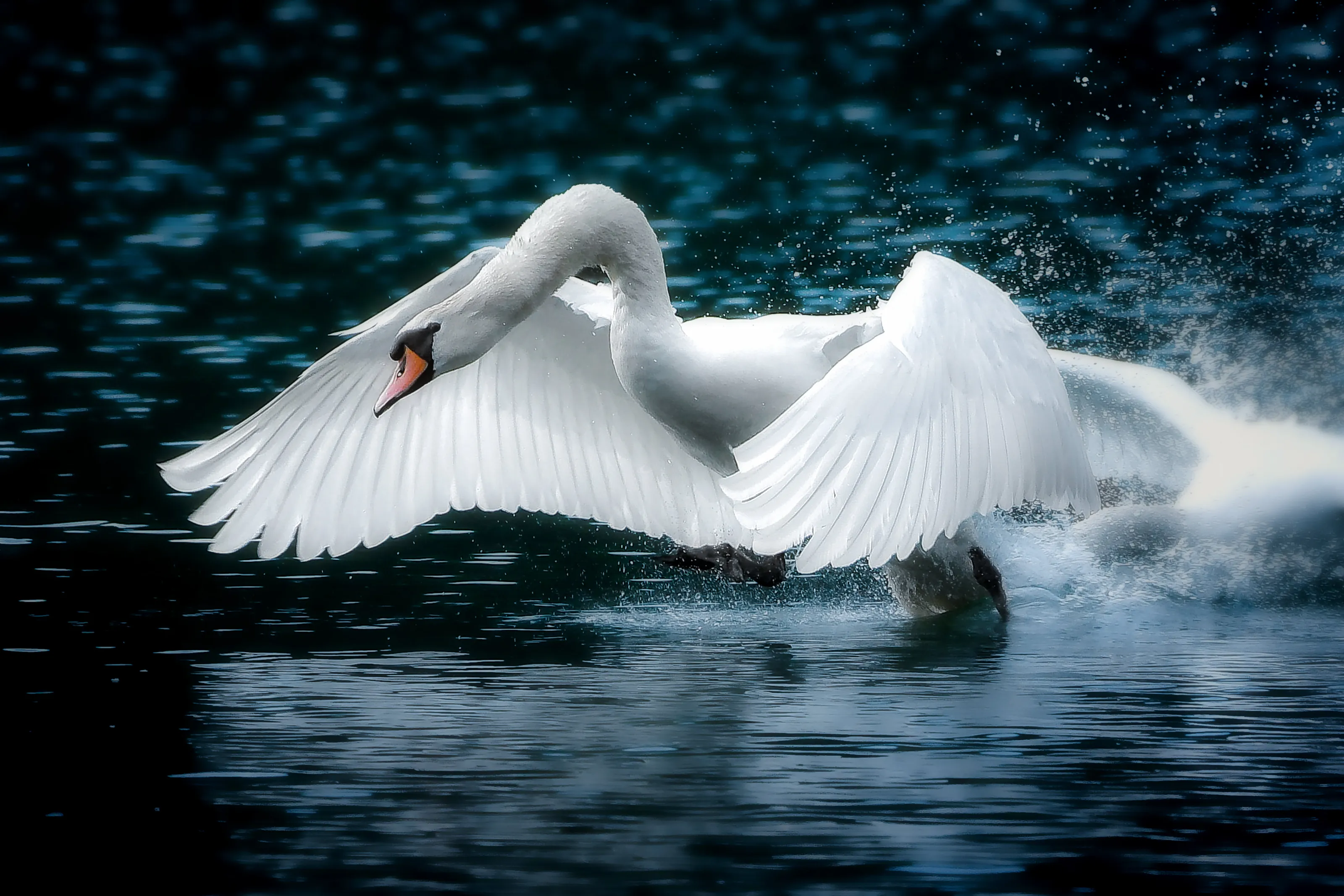 La danse du cygne