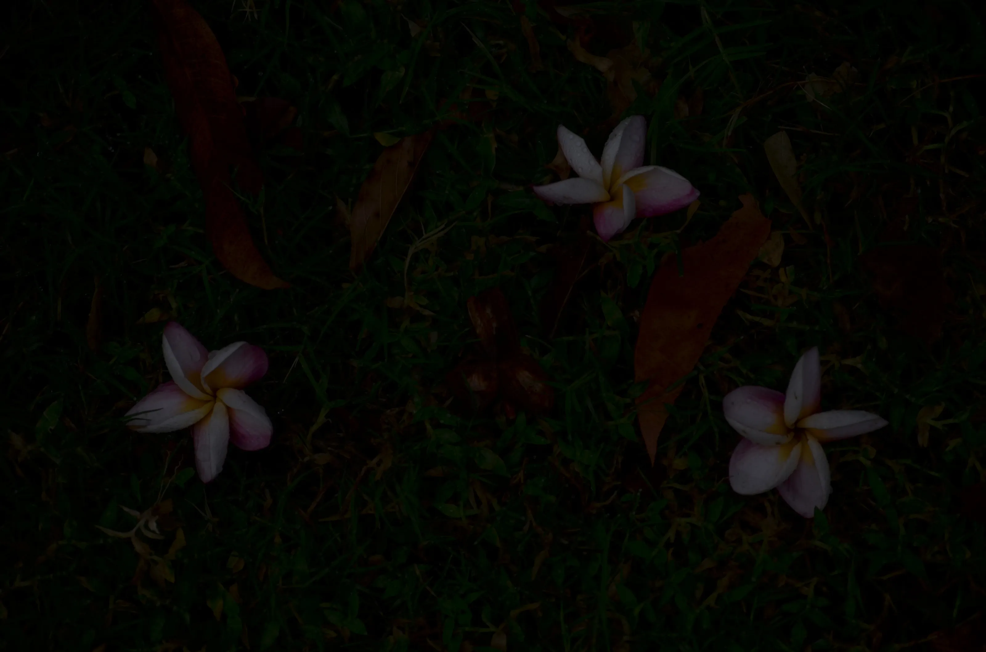 Natural Pink flowers