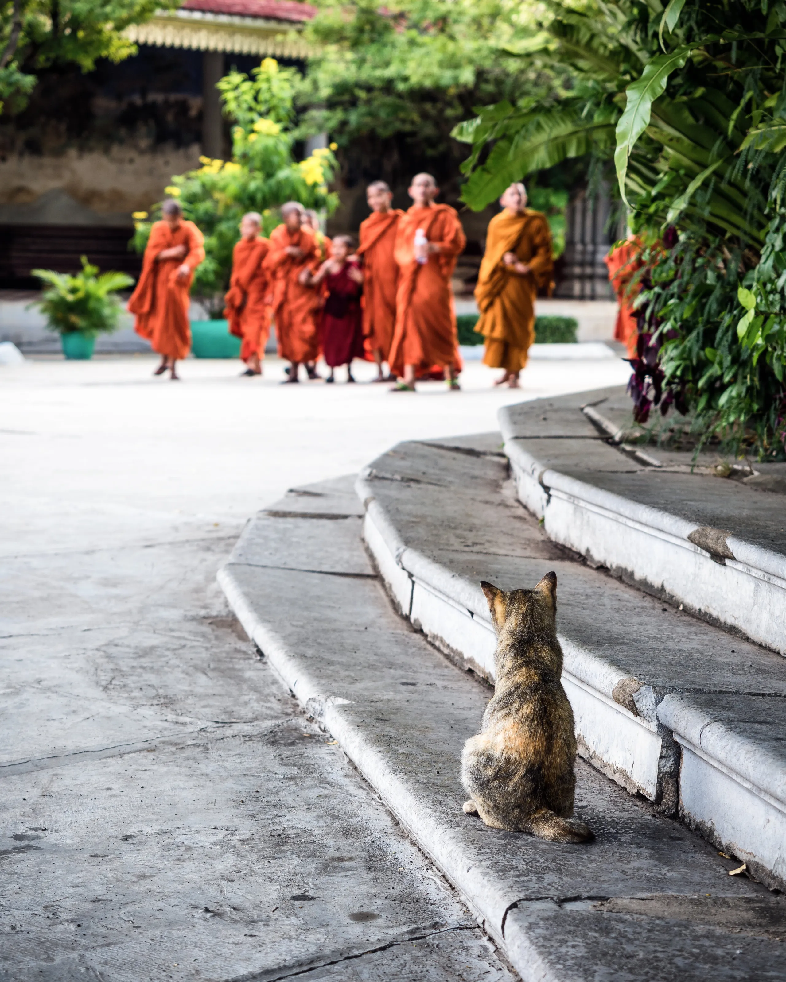 Watching the Monks