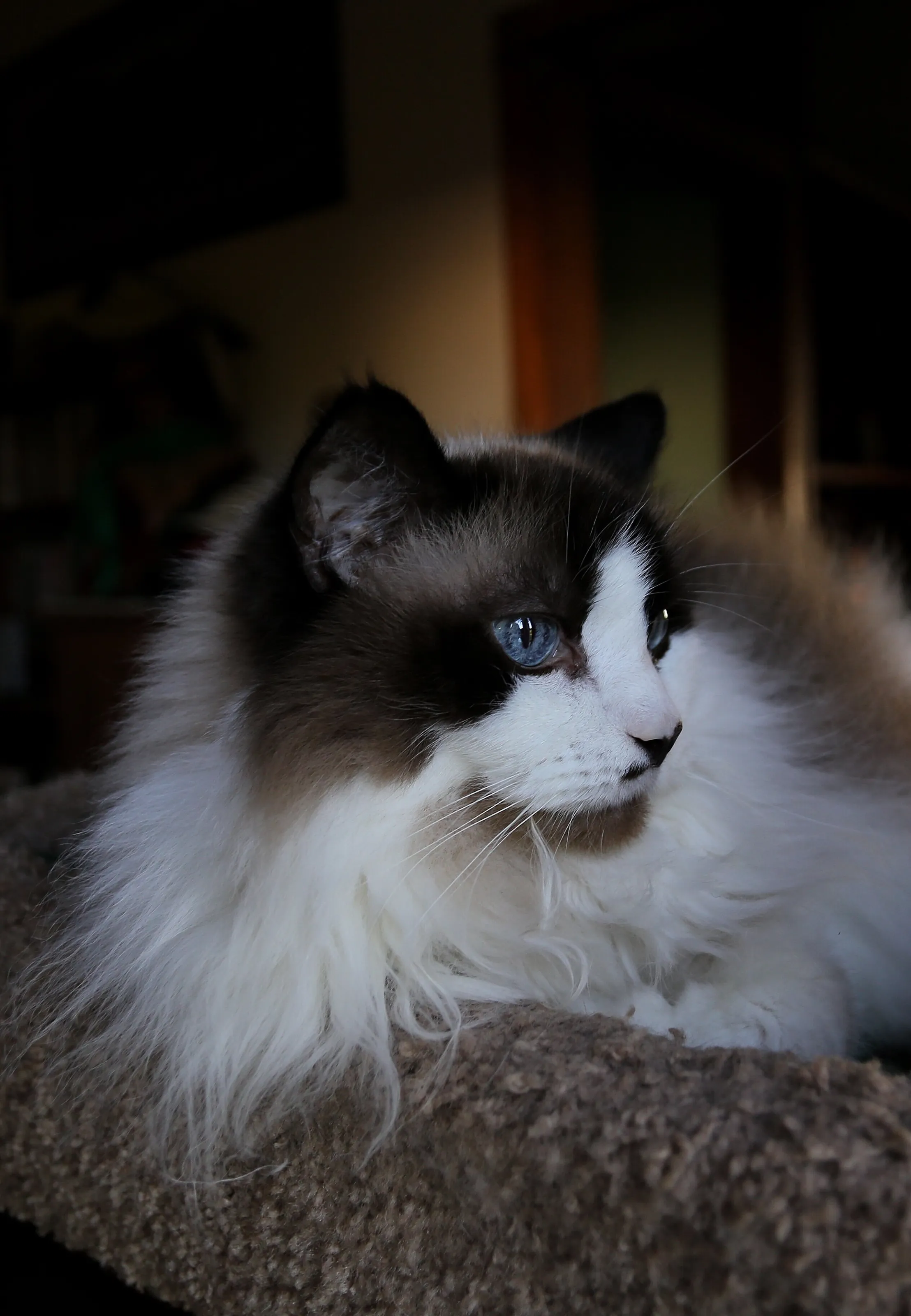 Ziggy
